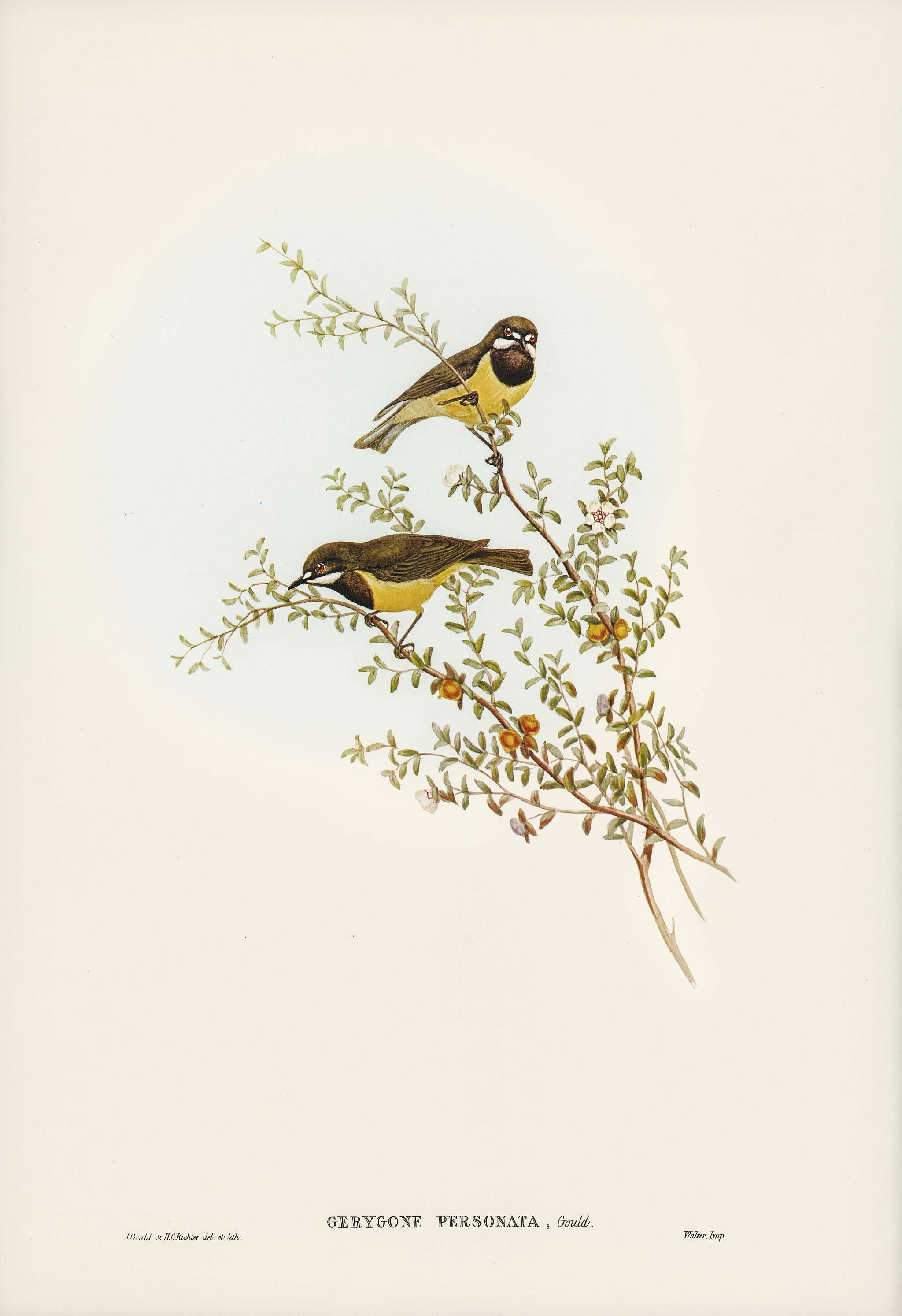 Masked Gerygone (Gerygone personata) illustrated by Elizabeth Gould (1804–1841) for John Gould’s (1804-1881)... Masked Gerygone (Gerygone personata) illustrated by Elizabeth Gould (1804–1841) for John Gould’s (1804-1881)...