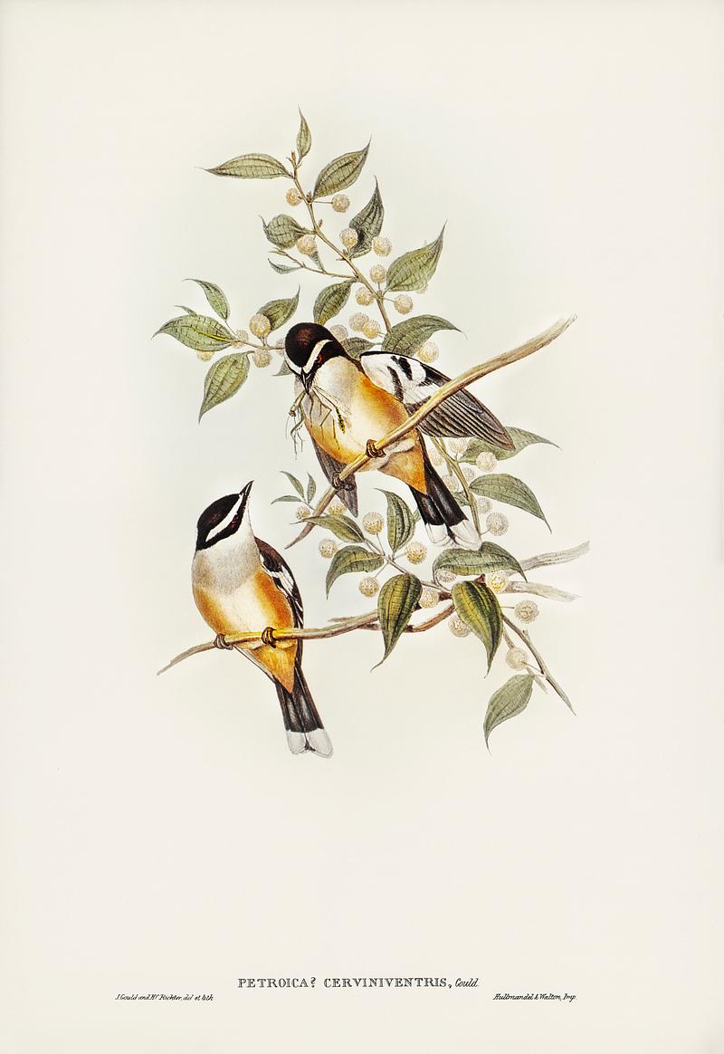 Buff-sided Robin (Petroica cerviniventris) illustrated by Elizabeth Gould (1804–1841) for John Gould’s (1804-1881) Birds of Australia (1972 Edition, 8 volumes). Digitally enhanced from our own facsimile book (1972 Edition, 8 volumes). Buff-sided Robin (Petroica cerviniventris) illustrated by Elizabeth Gould (1804–1841) for John Gould’s (1804…