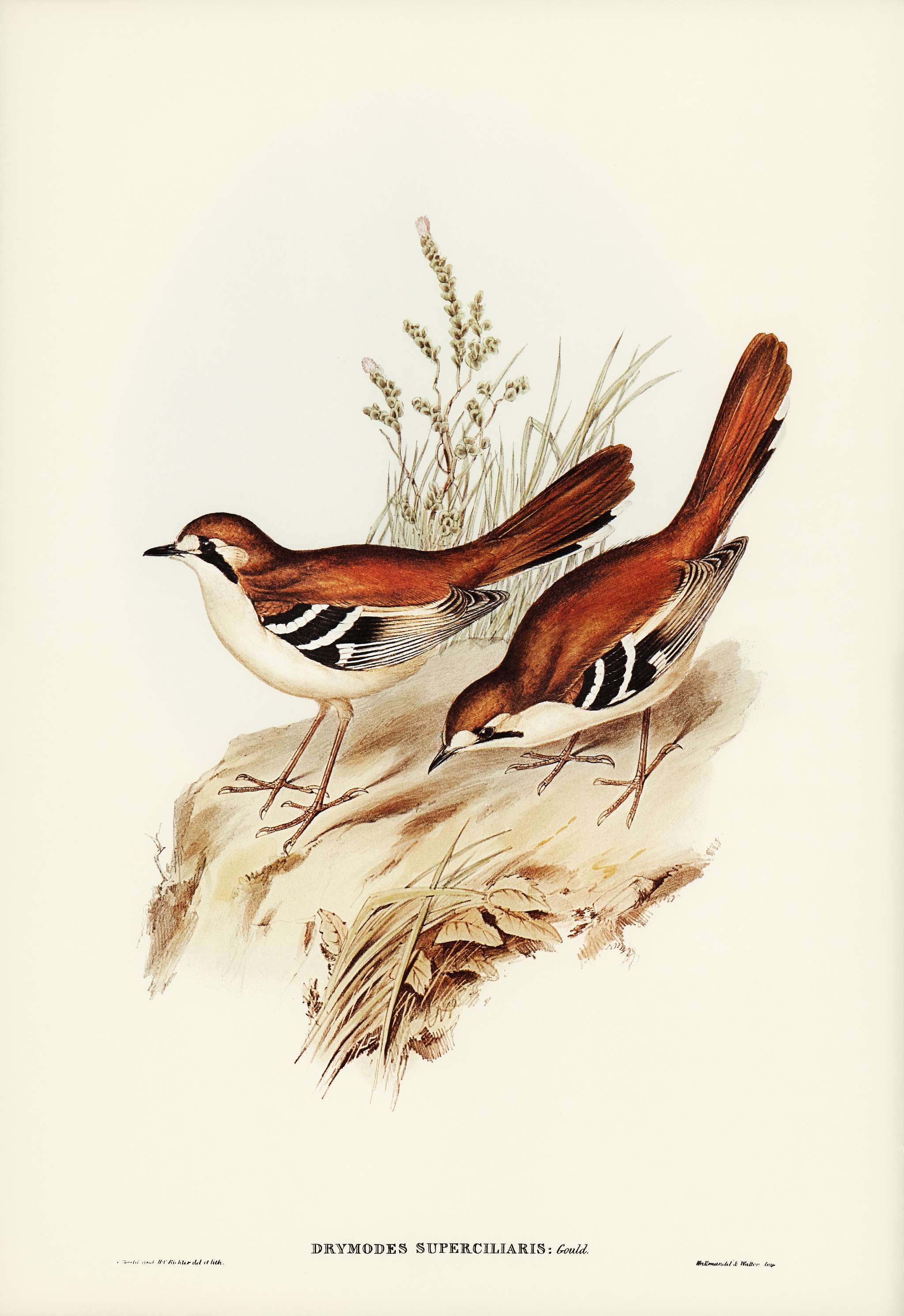 Eastern Scrub-Robin (Drymodes superciliaris) illustrated by Elizabeth Gould (1804–1841) for John Gould’s (1804-... Eastern Scrub-Robin (Drymodes superciliaris) illustrated by Elizabeth Gould (1804–1841) for John Gould’s (1804-...