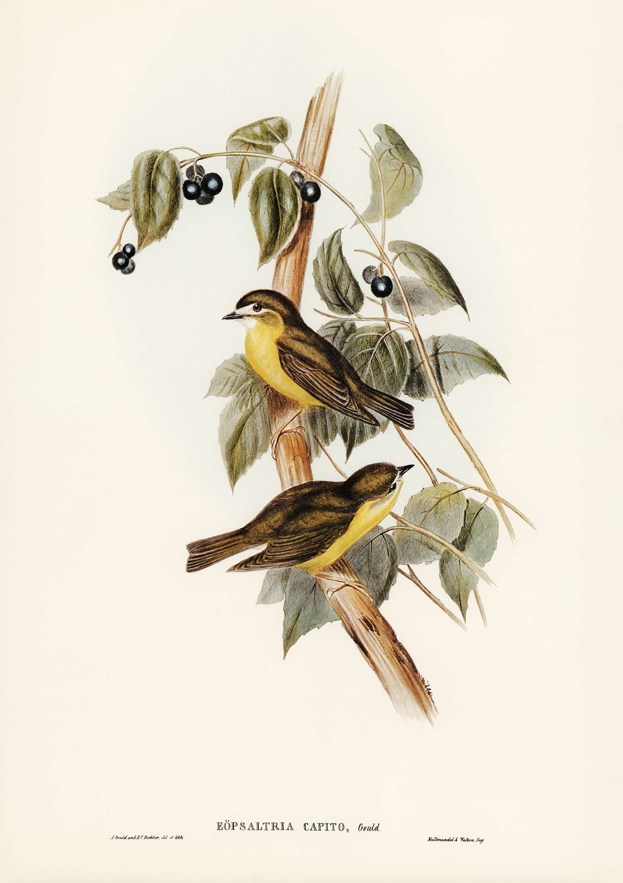 Large-headed Robin (Eopsaltria capito) illustrated by Elizabeth Gould (1804–1841) for John Gould’s (1804-1881)... Large-headed Robin (Eopsaltria capito) illustrated by Elizabeth Gould (1804–1841) for John Gould’s (1804-1881)...