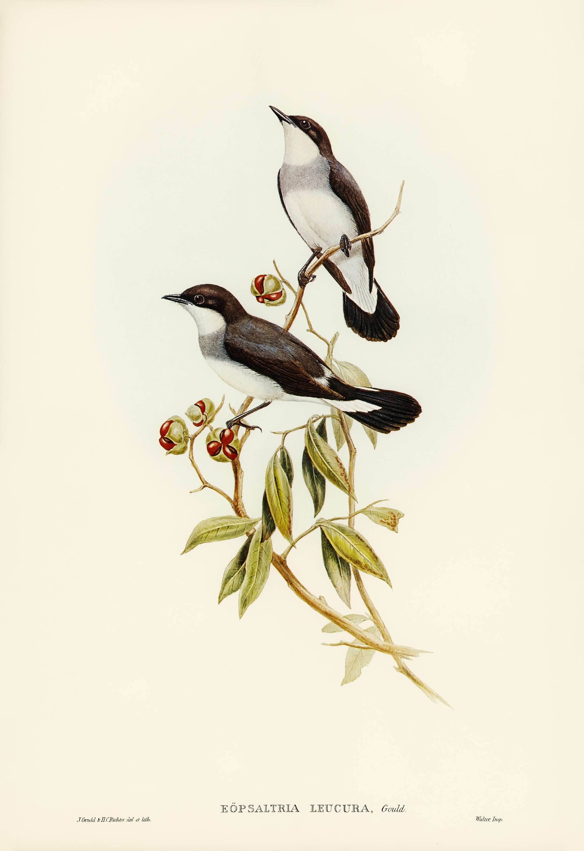 White-tailed Robin (Eopsaltria leucura) illustrated by Elizabeth Gould (1804–1841) for John Gould’s (1804-1881)... White-tailed Robin (Eopsaltria leucura) illustrated by Elizabeth Gould (1804–1841) for John Gould’s (1804-1881)...