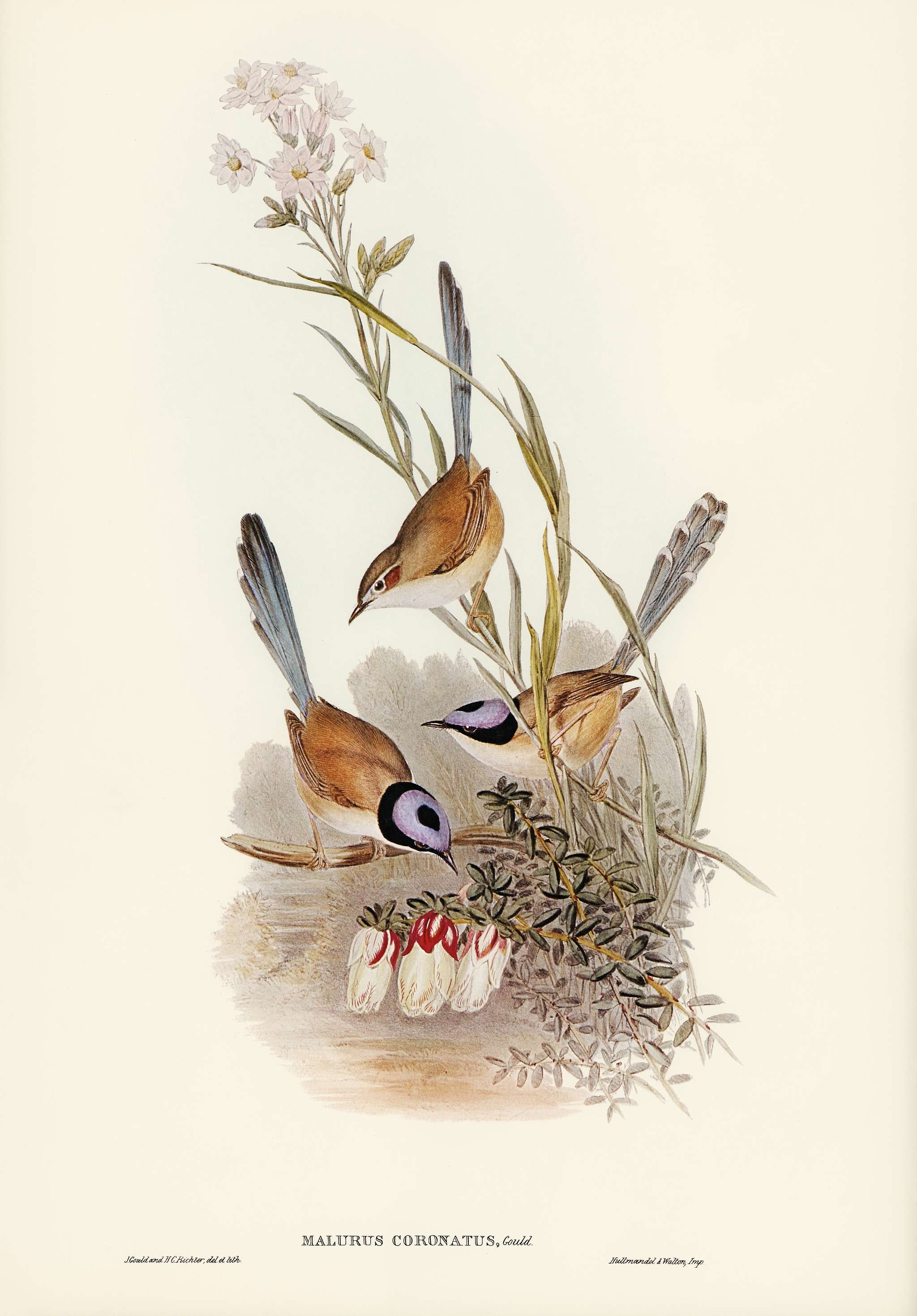 Crowned Wren (Malurus coronatus) illustrated by Elizabeth Gould (1804–1841) for John Gould’s (1804-1881) Birds... Crowned Wren (Malurus coronatus) illustrated by Elizabeth Gould (1804–1841) for John Gould’s (1804-1881) Birds...