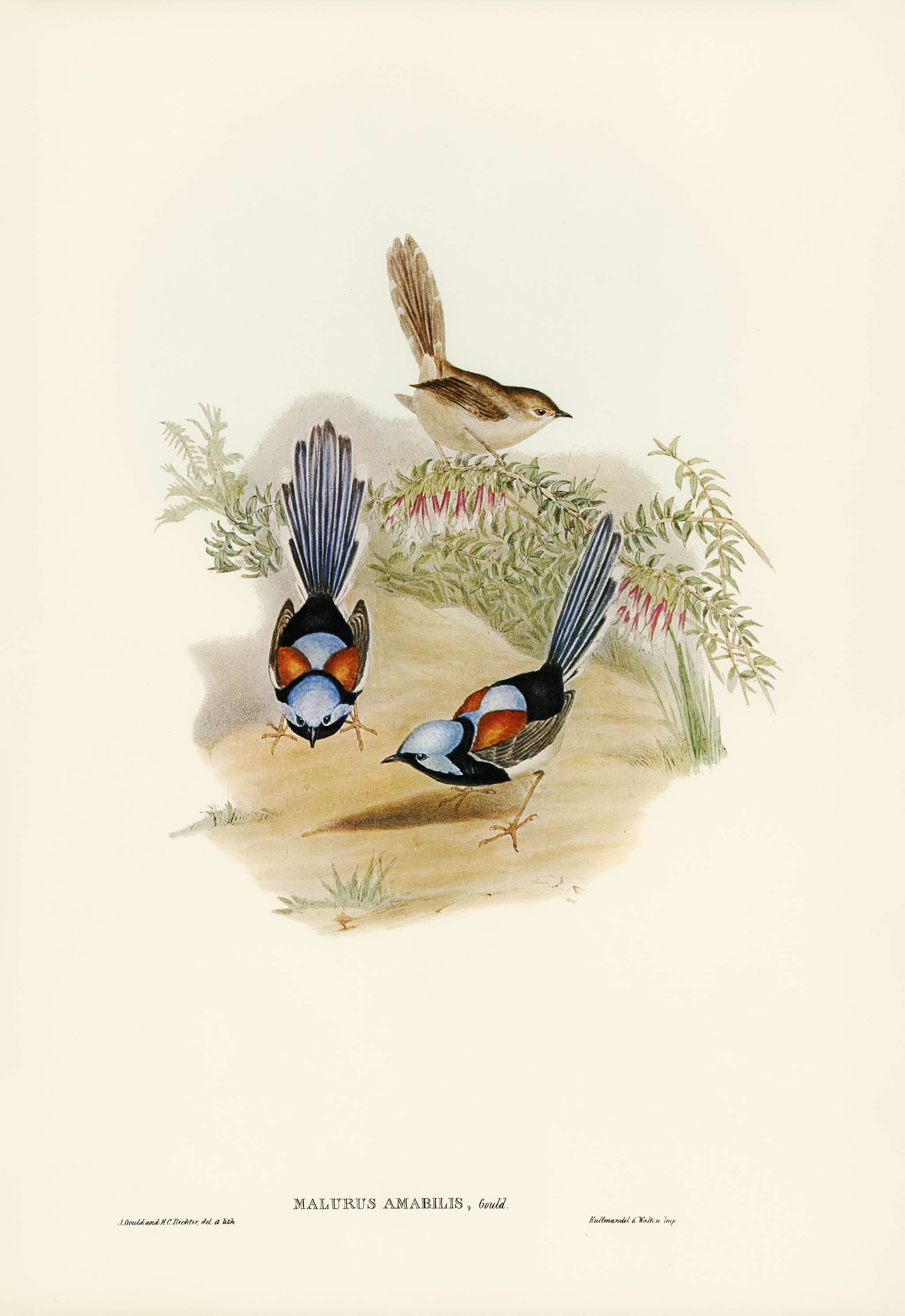 Lovely Wren (Malurus amabilis) illustrated by Elizabeth Gould (1804–1841) for John Gould’s (1804-1881) Birds of... Lovely Wren (Malurus amabilis) illustrated by Elizabeth Gould (1804–1841) for John Gould’s (1804-1881) Birds of...