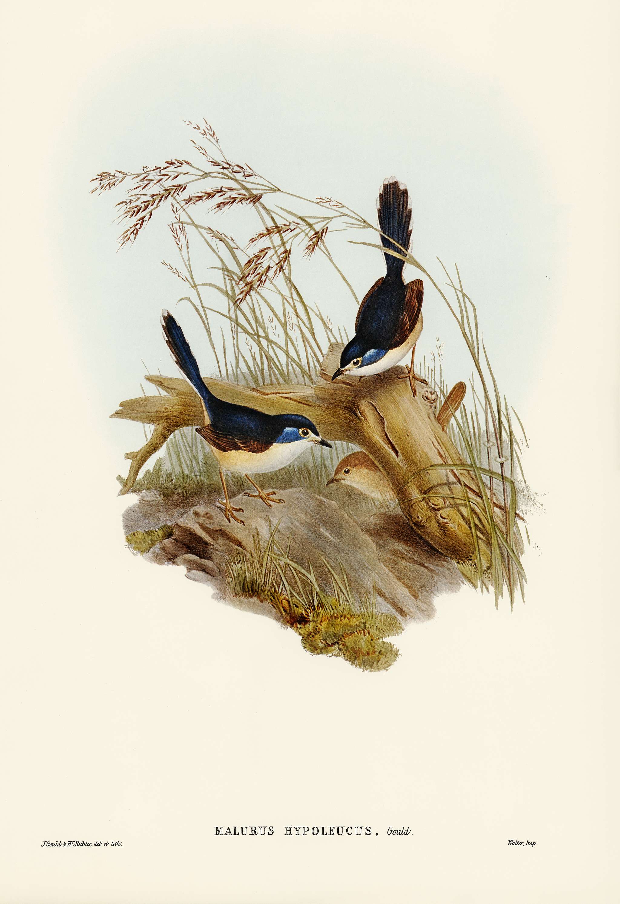 Fawn-breasted Superb Warbler (Malurus hypoleucus) illustrated by Elizabeth Gould (1804–1841) for John Gould’s (... Fawn-breasted Superb Warbler (Malurus hypoleucus) illustrated by Elizabeth Gould (1804–1841) for John Gould’s (...