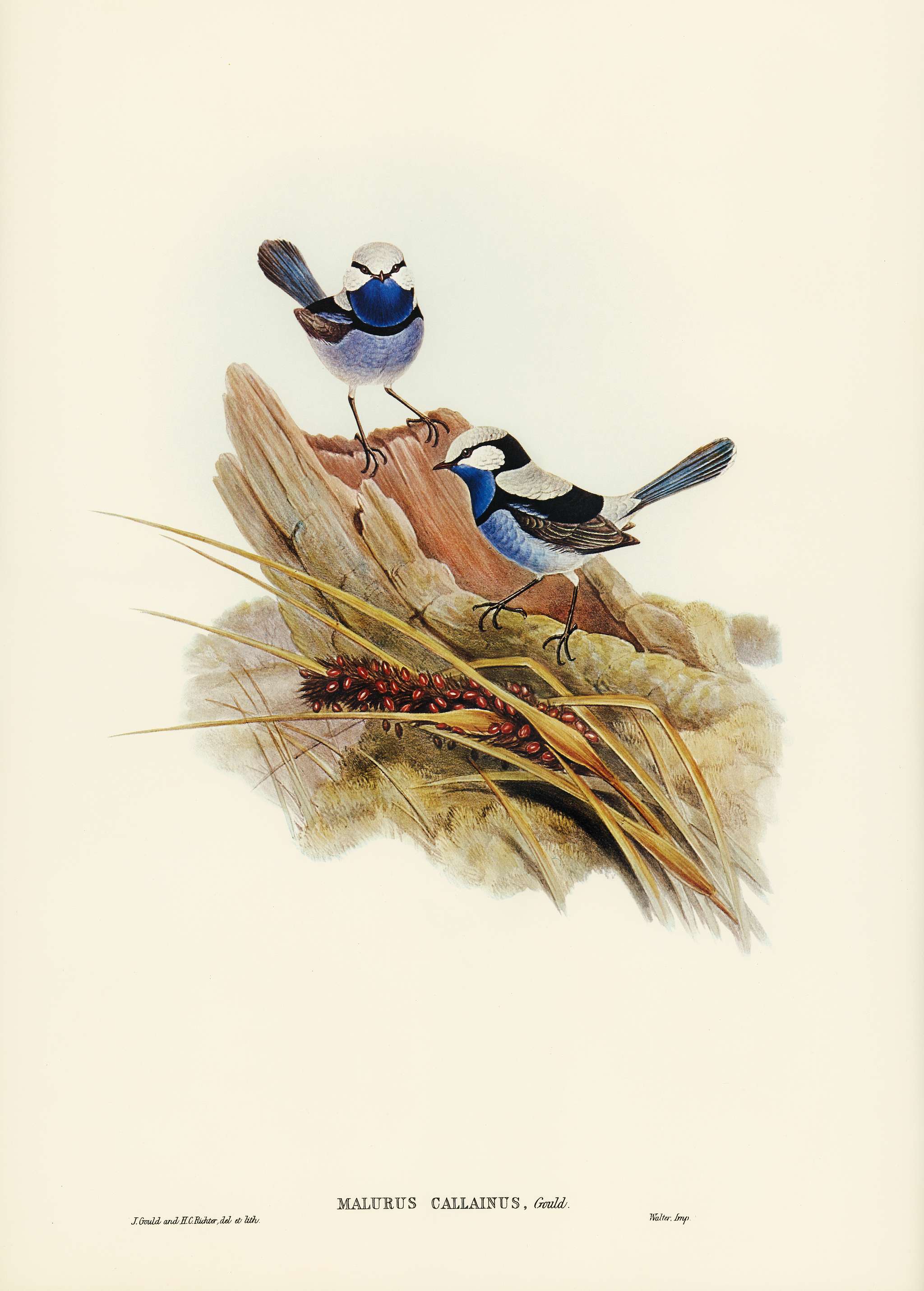 Turquoisine Superb Warbler (Malurus callainus) illustrated by Elizabeth Gould (1804–1841) for John Gould’s (1804... Turquoisine Superb Warbler (Malurus callainus) illustrated by Elizabeth Gould (1804–1841) for John Gould’s (1804...