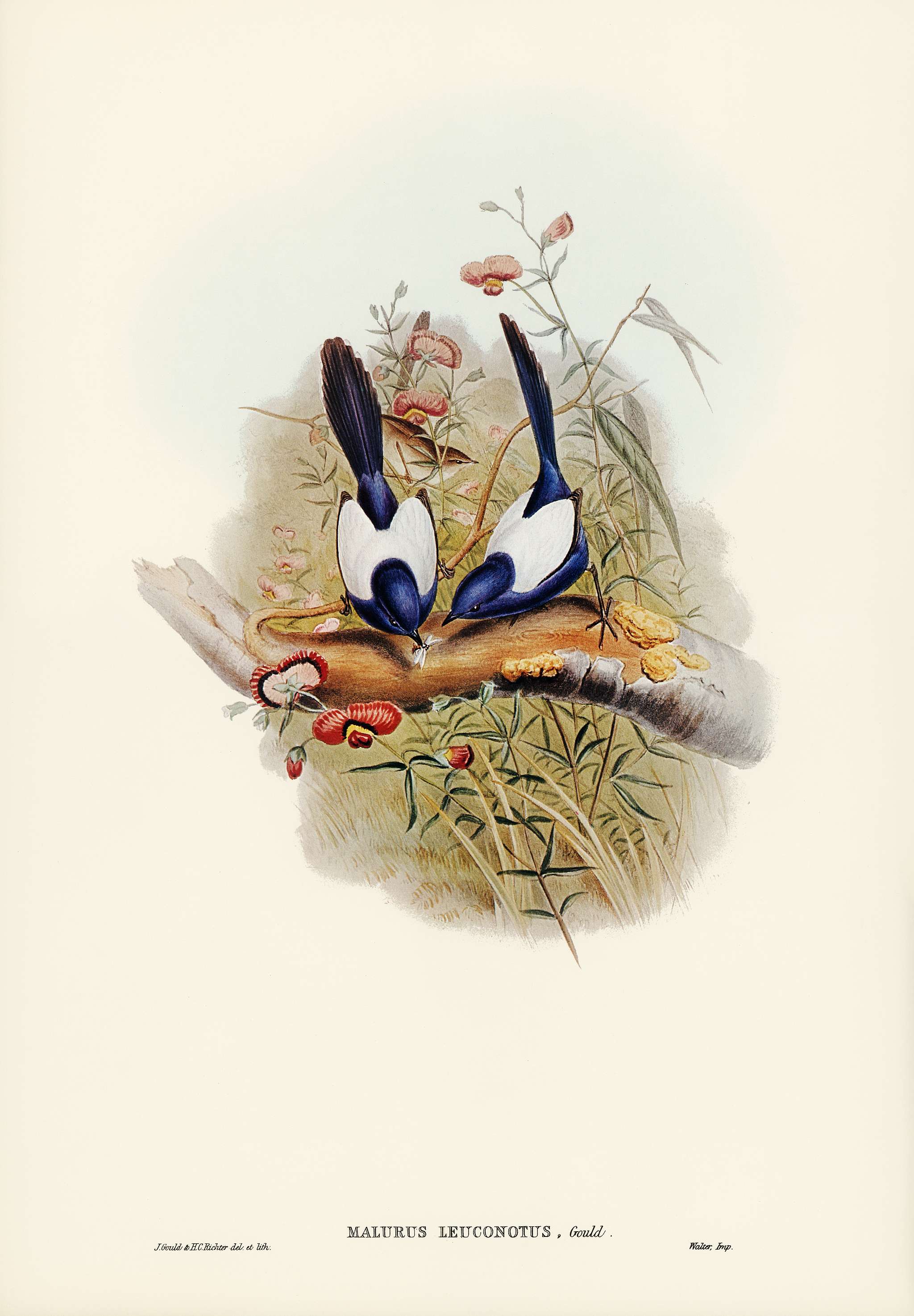 White-backed Superb Warbler (Malurus leuconotus) illustrated by Elizabeth Gould (1804–1841) for John Gould’s (... White-backed Superb Warbler (Malurus leuconotus) illustrated by Elizabeth Gould (1804–1841) for John Gould’s (...