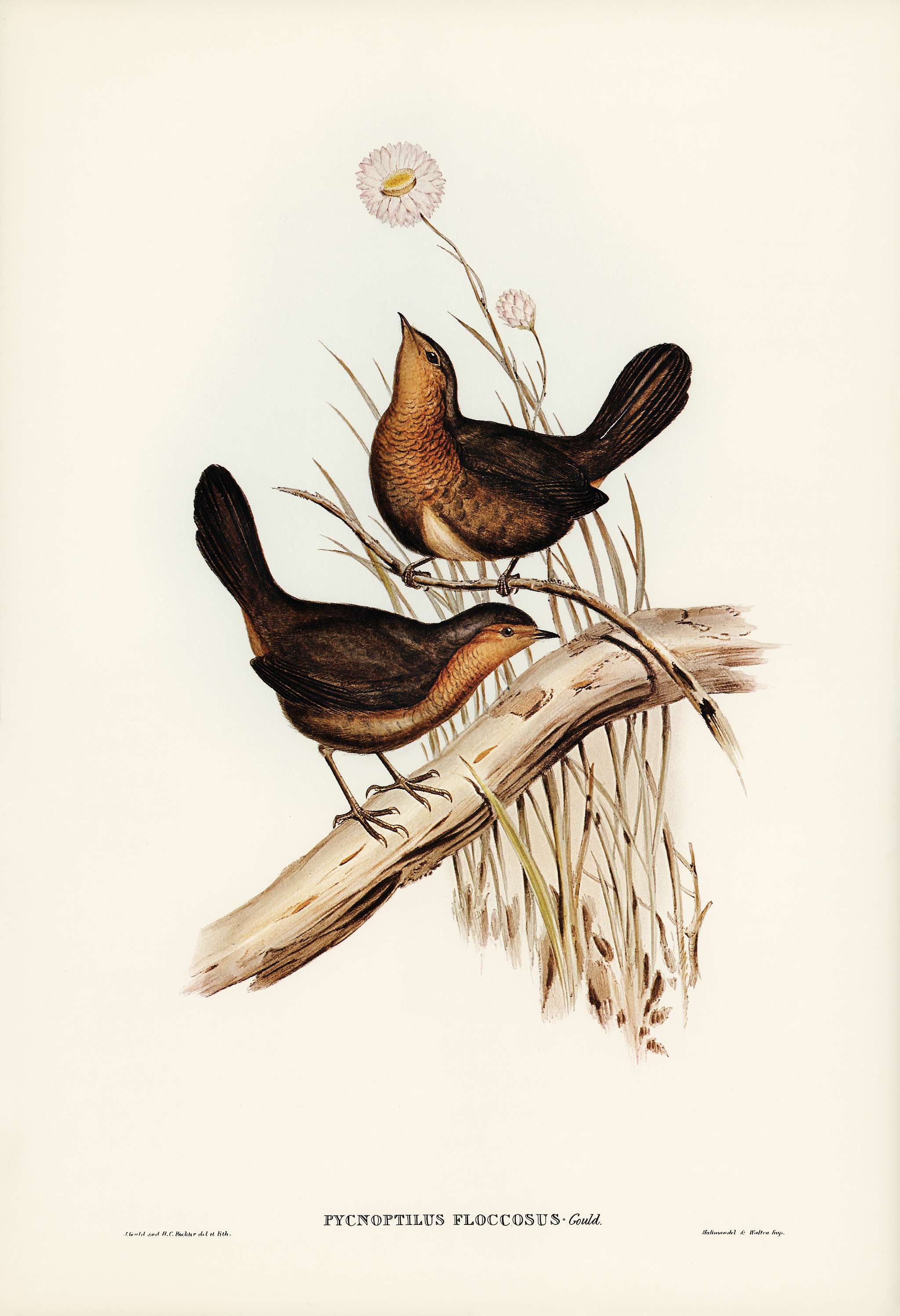 Downy Pycnoptilus (Pycnoptilus floccosus) illustrated by Elizabeth Gould (1804–1841) for John Gould’s (1804-1881... Downy Pycnoptilus (Pycnoptilus floccosus) illustrated by Elizabeth Gould (1804–1841) for John Gould’s (1804-1881...