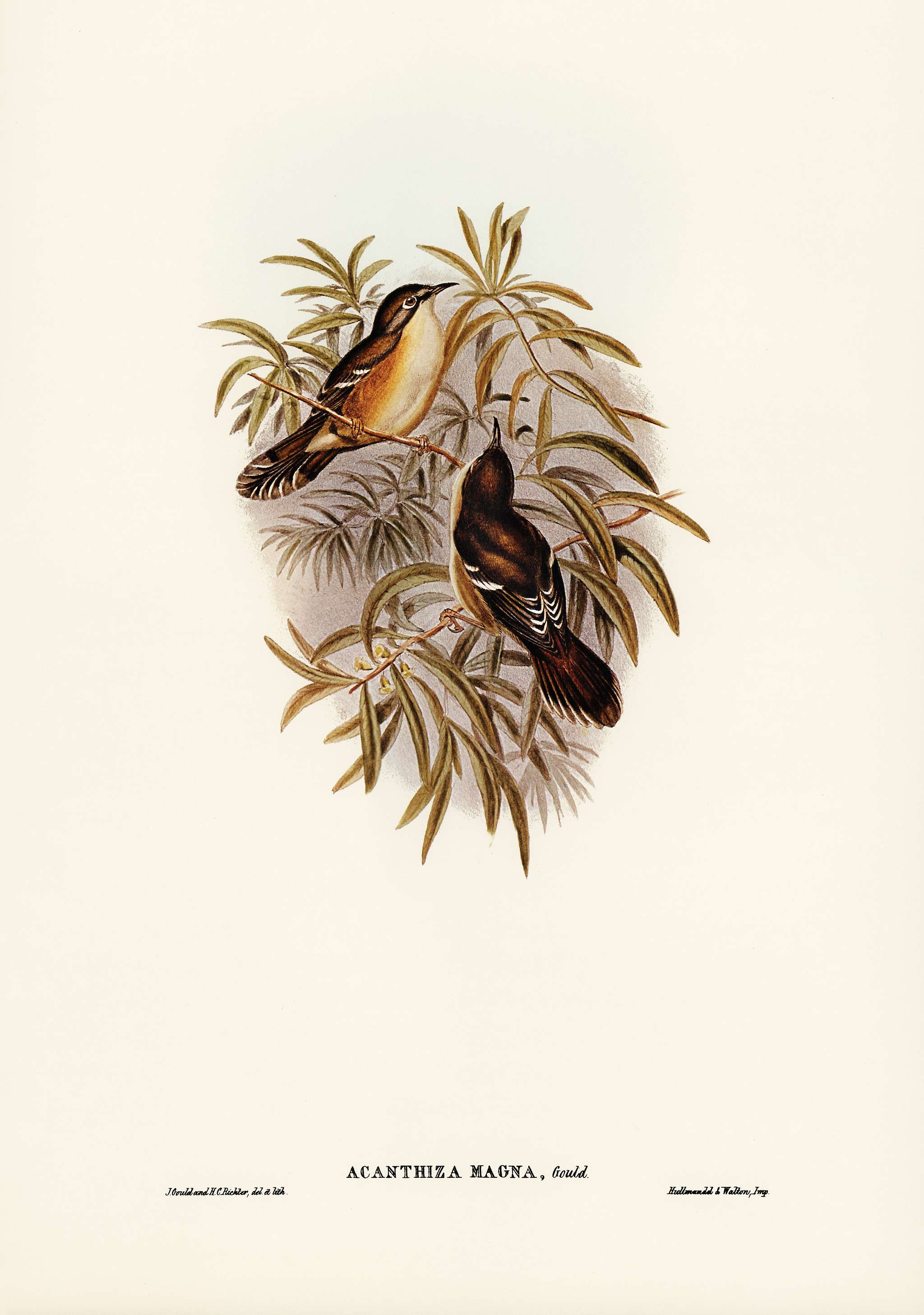 Great Acanthiza (Acanthiza magna) illustrated by Elizabeth Gould (1804–1841) for John Gould’s (1804-1881) Birds... Great Acanthiza (Acanthiza magna) illustrated by Elizabeth Gould (1804–1841) for John Gould’s (1804-1881) Birds...