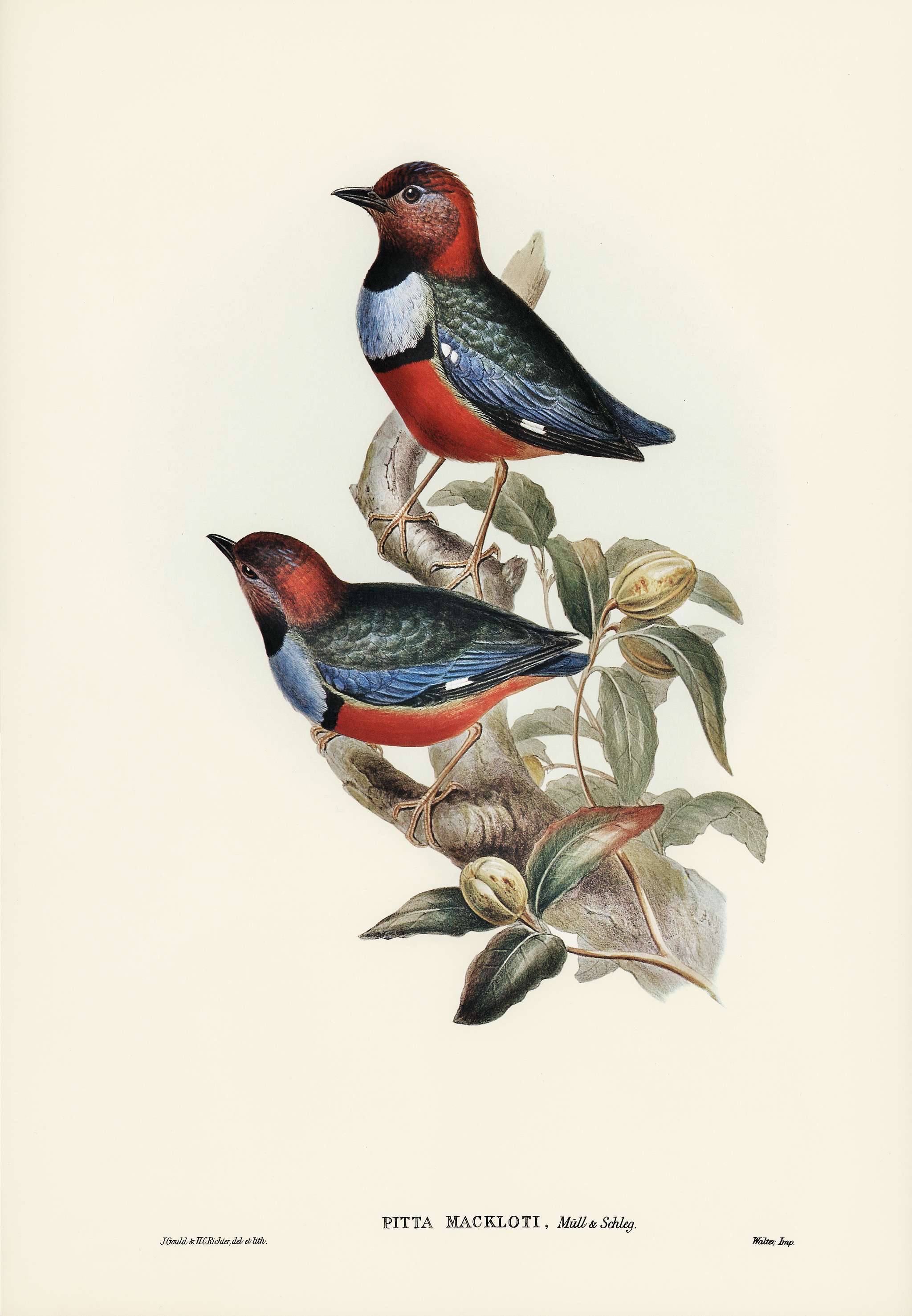 Macklot's Pitta (Pitta Mackloti) illustrated by Elizabeth Gould (1804–1841) for John Gould’s (1804-1881)... Macklot's Pitta (Pitta Mackloti) illustrated by Elizabeth Gould (1804–1841) for John Gould’s (1804-1881)...