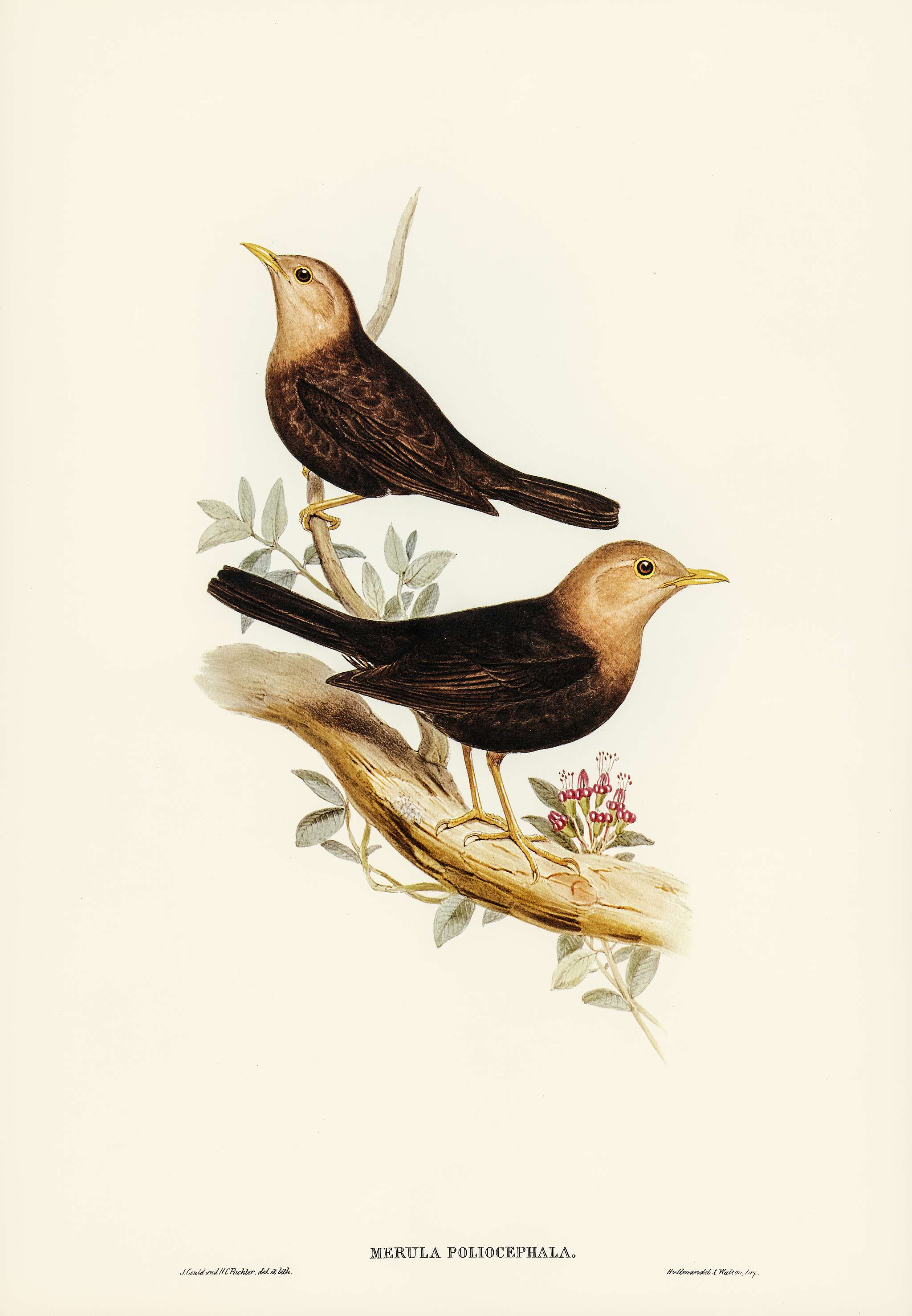 Grey-headed Blackbird (Merula poliocephala) illustrated by Elizabeth Gould (1804–1841) for John Gould’s (1804-... Grey-headed Blackbird (Merula poliocephala) illustrated by Elizabeth Gould (1804–1841) for John Gould’s (1804-...