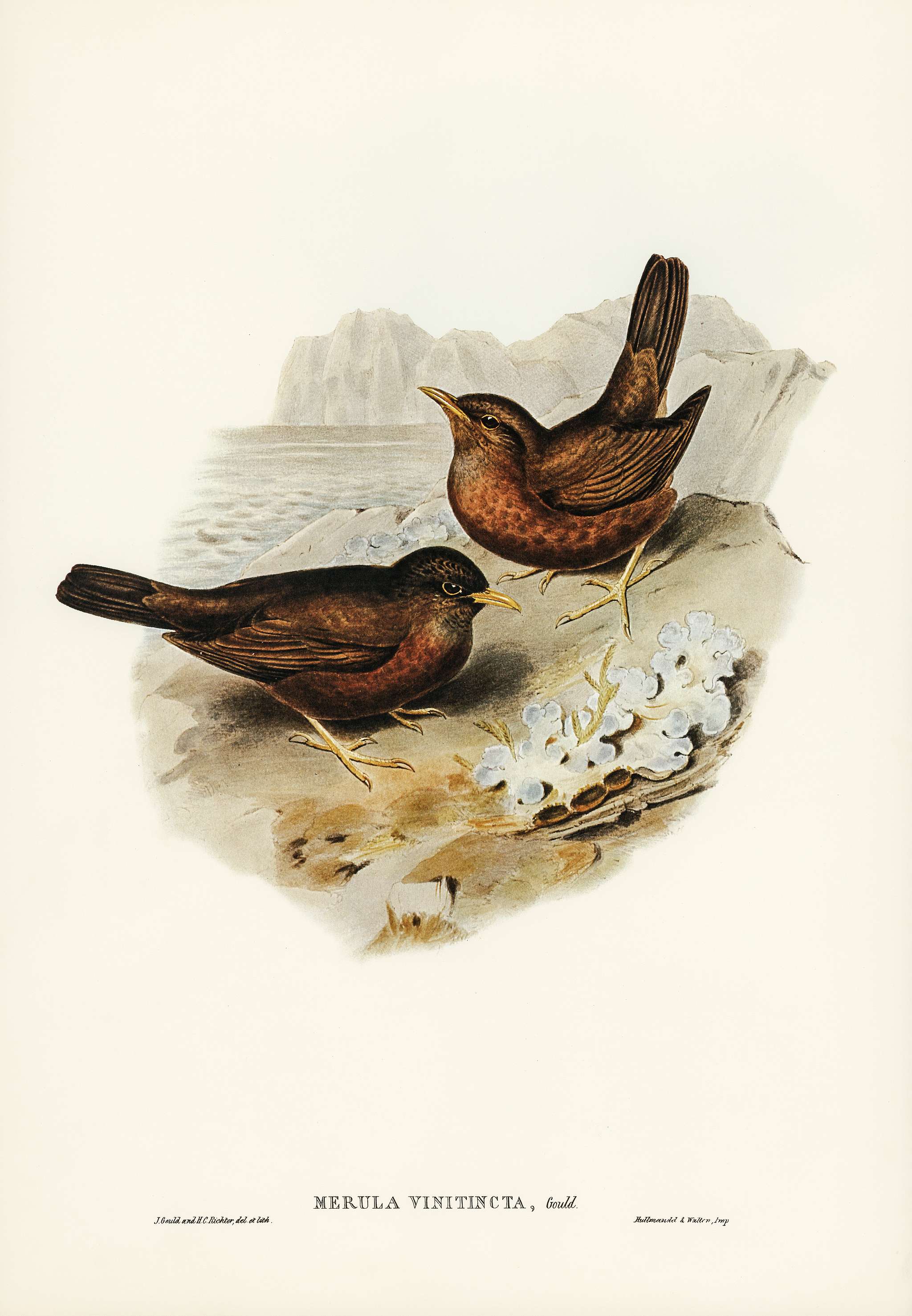 Vinous-tinted Blackbird (Merula vinitincta) illustrated by Elizabeth Gould (1804–1841) for John Gould’s (1804-... Vinous-tinted Blackbird (Merula vinitincta) illustrated by Elizabeth Gould (1804–1841) for John Gould’s (1804-...