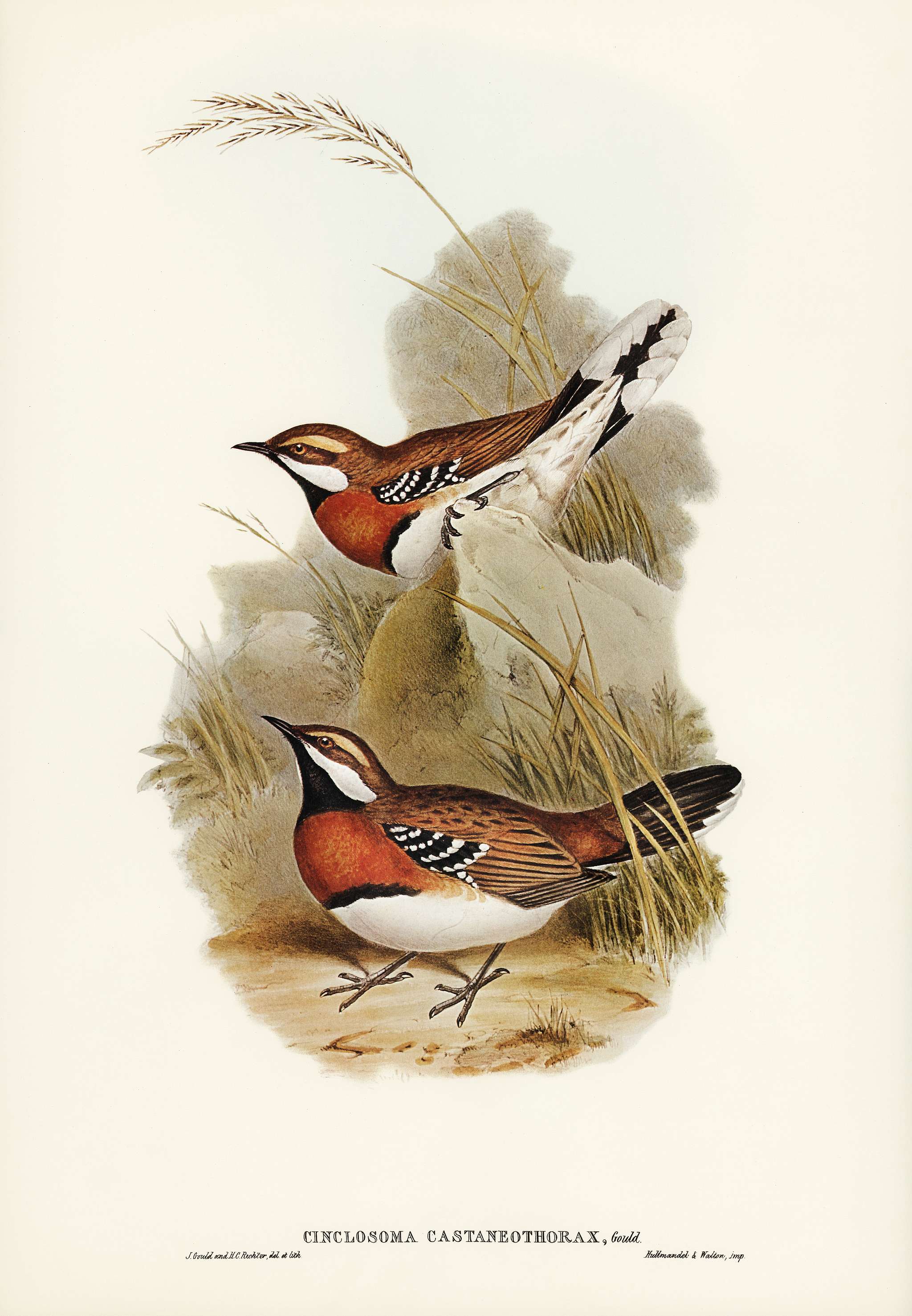 Chestnut-breasted Ground-Thrush (Cinclosoma castaneothorax) illustrated by Elizabeth Gould (1804–1841) for John Gould... Chestnut-breasted Ground-Thrush (Cinclosoma castaneothorax) illustrated by Elizabeth Gould (1804–1841) for John Gould...