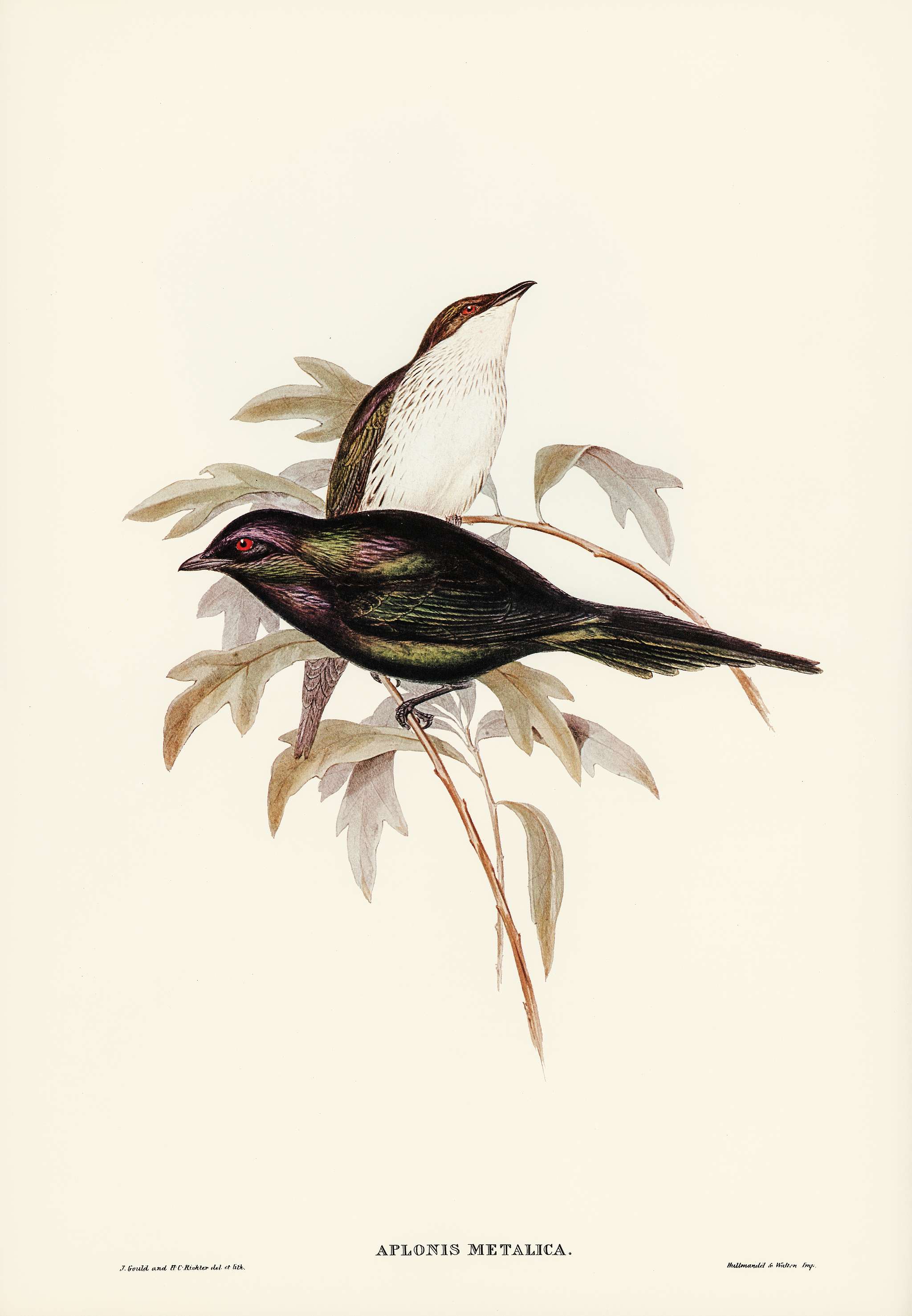 Shining starling (Aplonis metallica) illustrated by Elizabeth Gould (1804–1841) for John Gould’s (1804-1881)... Shining starling (Aplonis metallica) illustrated by Elizabeth Gould (1804–1841) for John Gould’s (1804-1881)...