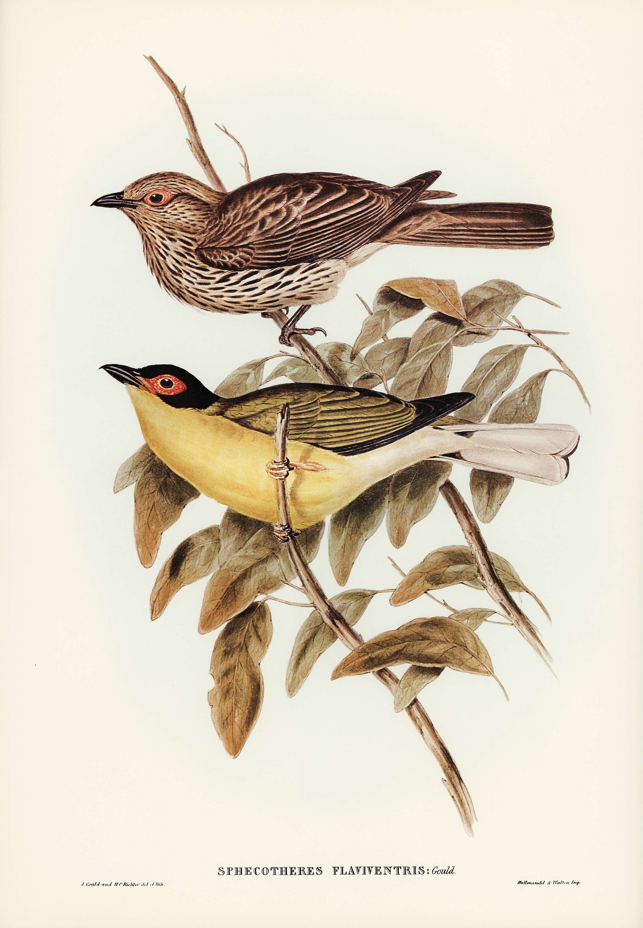 Yellow-bellied Sphecotheres (Sphecotheres flaviventris) illustrated by Elizabeth Gould (1804–1841) for John Gould... Yellow-bellied Sphecotheres (Sphecotheres flaviventris) illustrated by Elizabeth Gould (1804–1841) for John Gould...