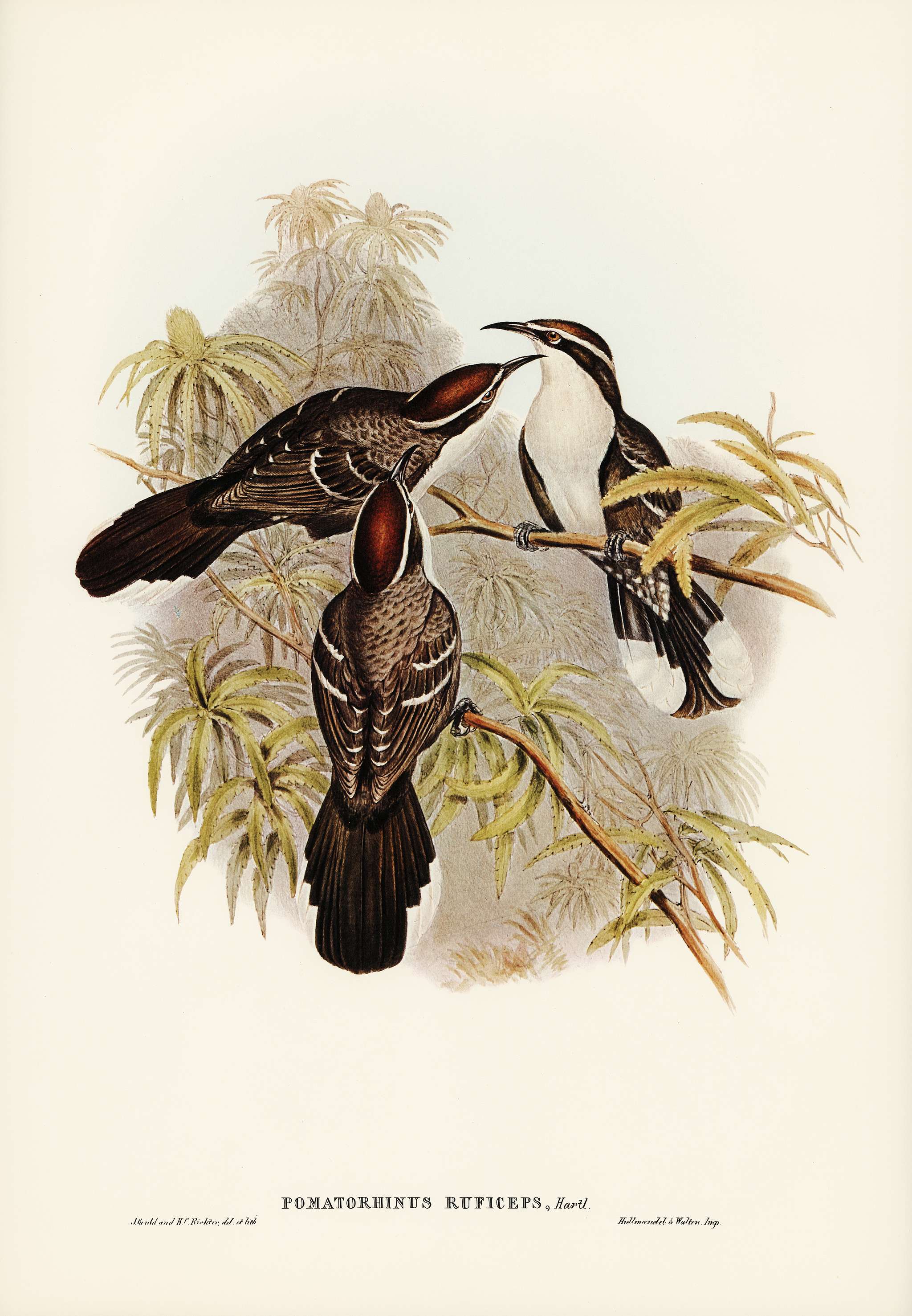 Chestnut-crowned Pomatorhinus (Pomatorhinus ruficeps) illustrated by Elizabeth Gould (1804–1841) for John Gould’... Chestnut-crowned Pomatorhinus (Pomatorhinus ruficeps) illustrated by Elizabeth Gould (1804–1841) for John Gould’...