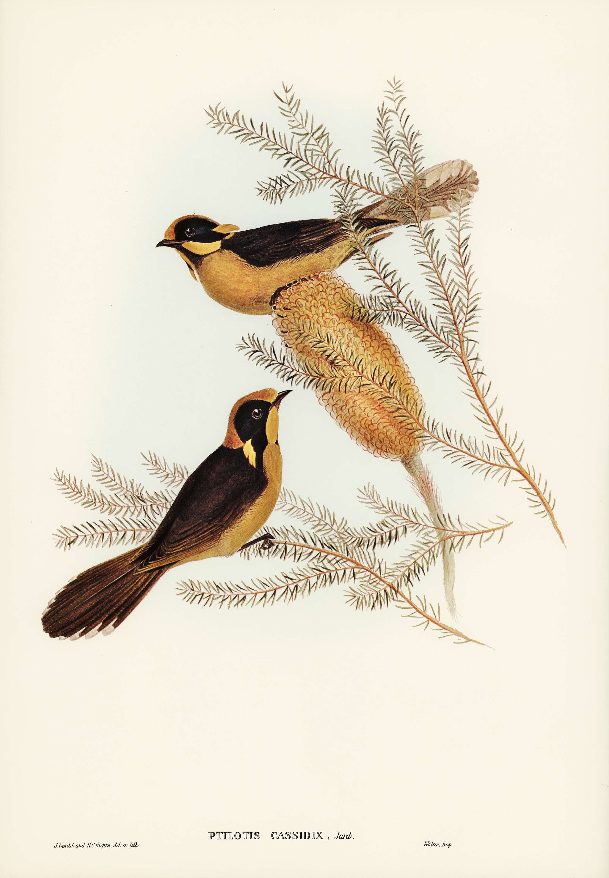 Helmeted Honey-eater (Ptilotis cassidix) illustrated by Elizabeth Gould (1804–1841) for John Gould’s (1804-1881... Helmeted Honey-eater (Ptilotis cassidix) illustrated by Elizabeth Gould (1804–1841) for John Gould’s (1804-1881...