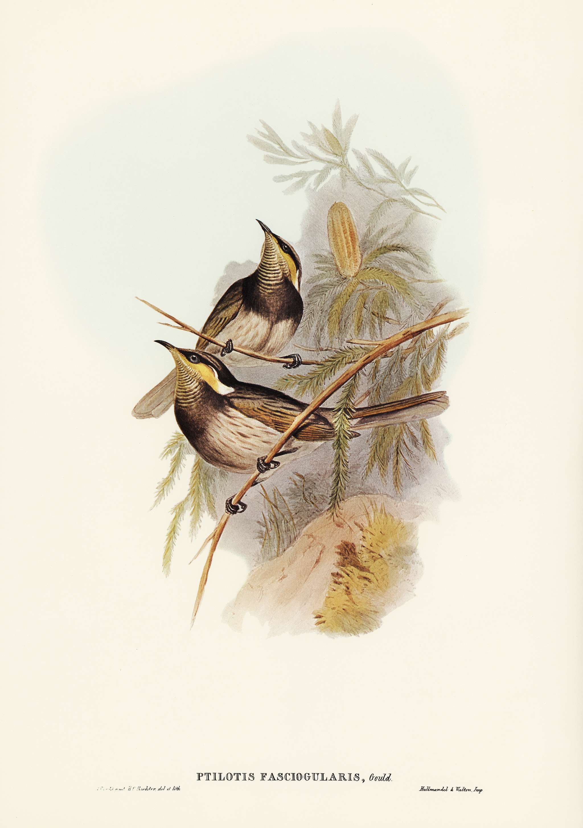 Fasciated Honey-eater (Ptilotis fasciogularis) illustrated by Elizabeth Gould (1804–1841) for John Gould’s (1804... Fasciated Honey-eater (Ptilotis fasciogularis) illustrated by Elizabeth Gould (1804–1841) for John Gould’s (1804...