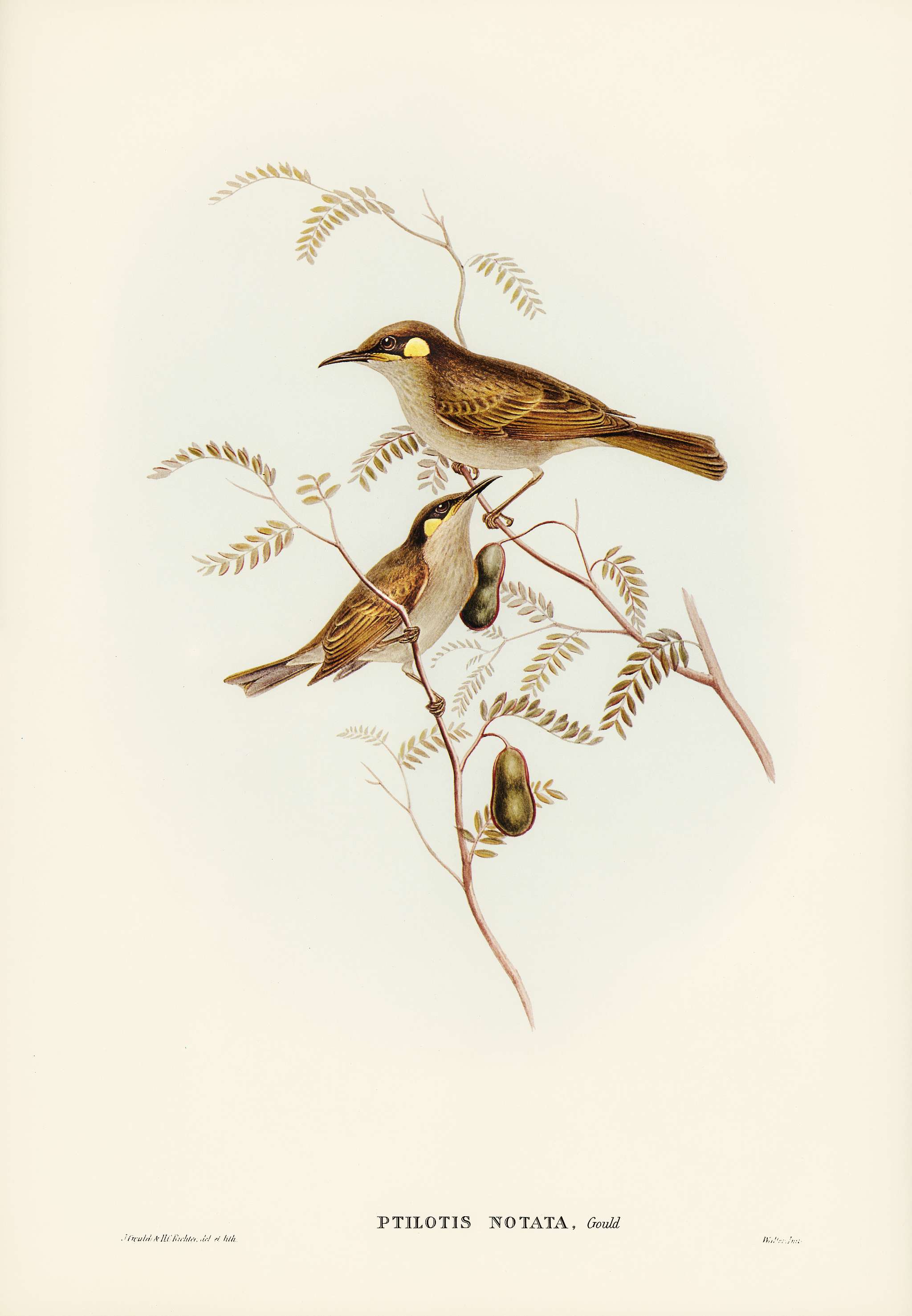 Yellow-spotted Honey-eater (Ptilotis notata) illustrated by Elizabeth Gould (1804–1841) for John Gould’s (1804-... Yellow-spotted Honey-eater (Ptilotis notata) illustrated by Elizabeth Gould (1804–1841) for John Gould’s (1804-...
