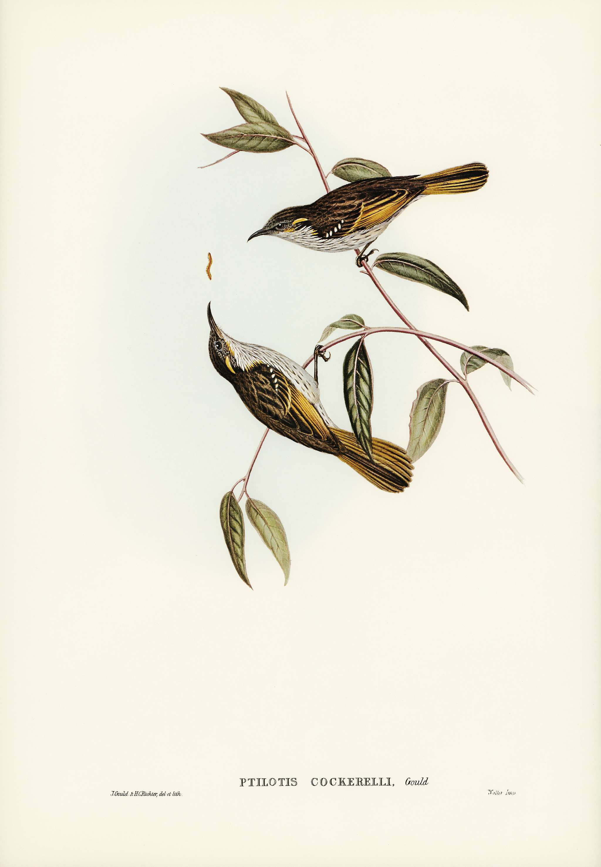 Cockerell's Honey-eater (Ptilotis Cockerelli) illustrated by Elizabeth Gould (1804–1841) for John Gould’s (... Cockerell's Honey-eater (Ptilotis Cockerelli) illustrated by Elizabeth Gould (1804–1841) for John Gould’s (...