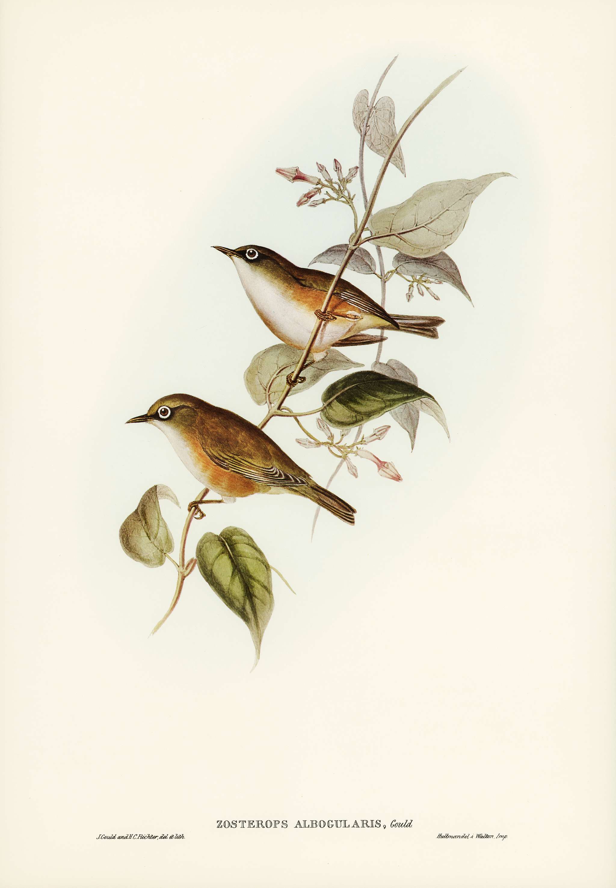 White-breasted Zosterops (Zosterops albogularis) illustrated by Elizabeth Gould (1804–1841) for John Gould’s (... White-breasted Zosterops (Zosterops albogularis) illustrated by Elizabeth Gould (1804–1841) for John Gould’s (...