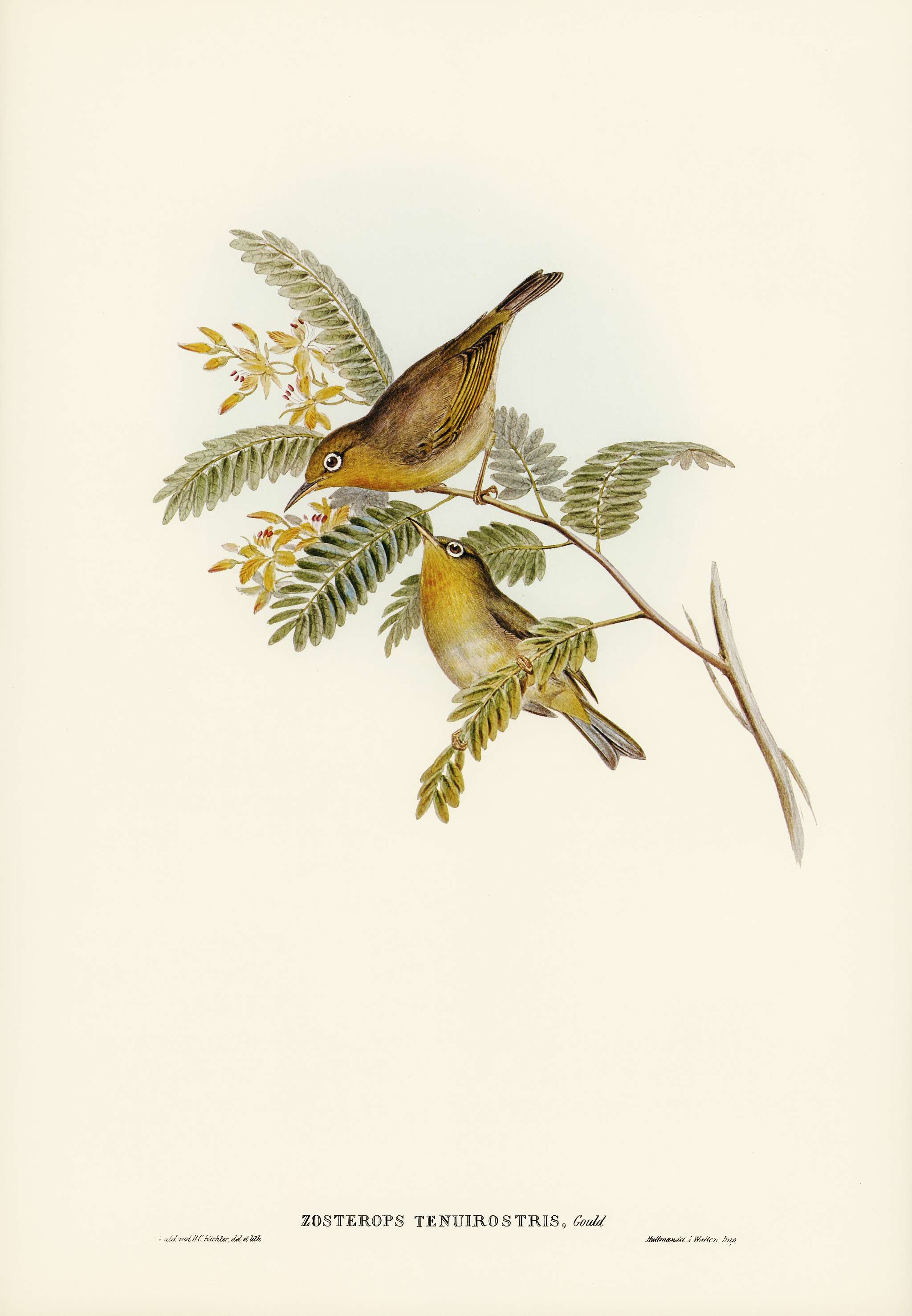 Slender-billed Zosterops (Zosterops tenuirostris) illustrated by Elizabeth Gould (1804–1841) for John Gould’s (... Slender-billed Zosterops (Zosterops tenuirostris) illustrated by Elizabeth Gould (1804–1841) for John Gould’s (...