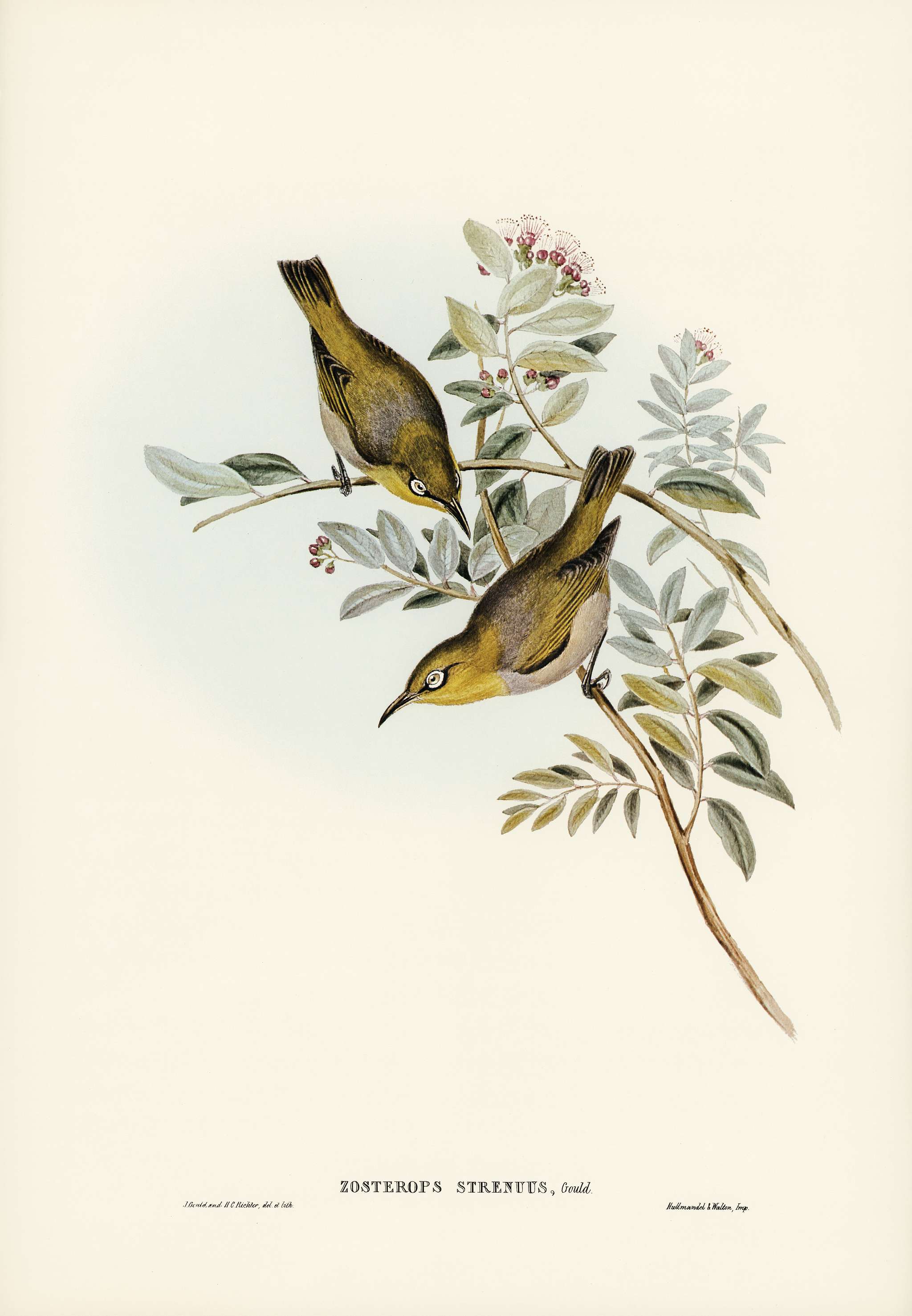 Robust Zosterops (Zosterops strenuus) illustrated by Elizabeth Gould (1804–1841) for John Gould’s (1804-1881)... Robust Zosterops (Zosterops strenuus) illustrated by Elizabeth Gould (1804–1841) for John Gould’s (1804-1881)...