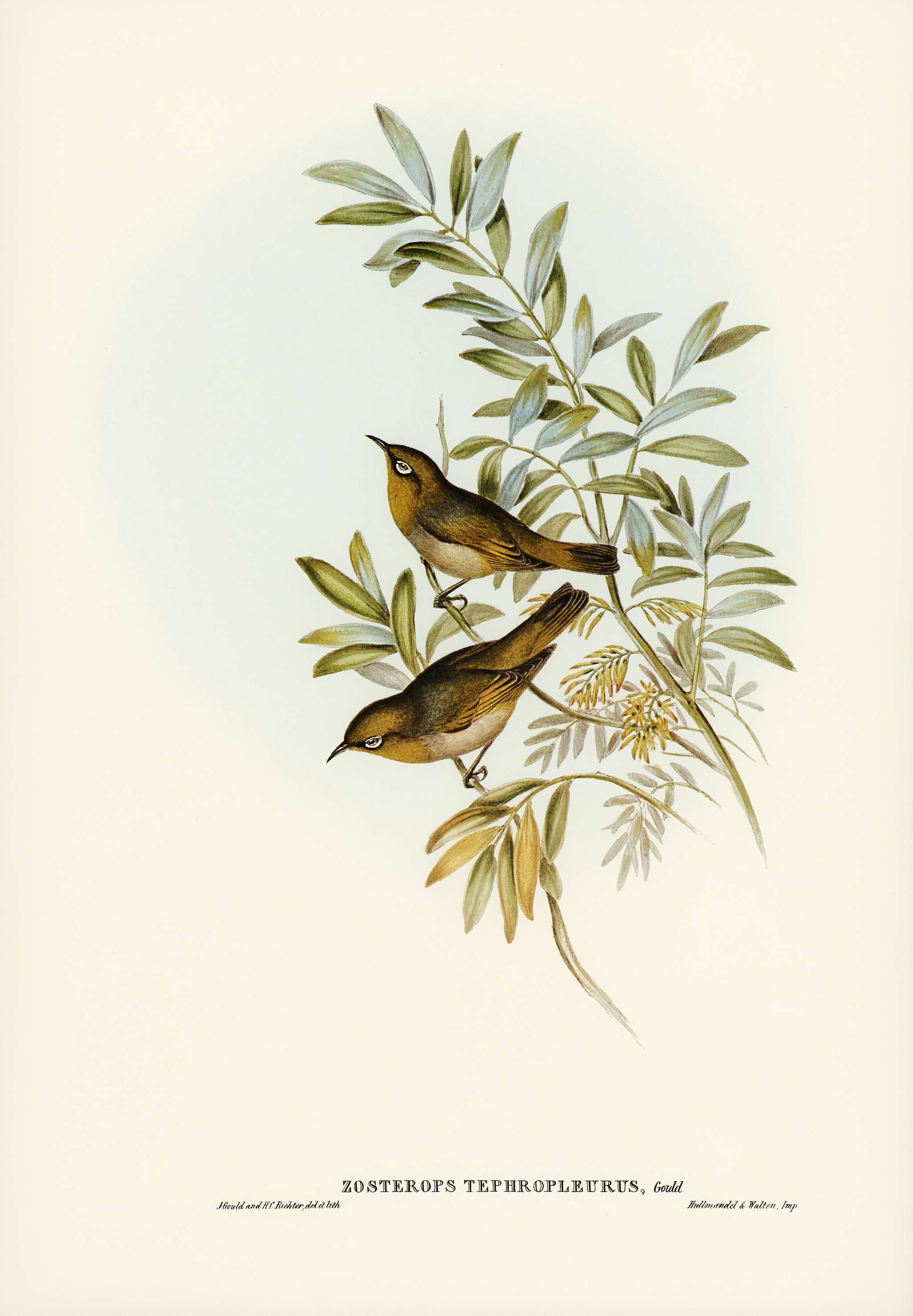 Grey-breasted Zosterops (Zosterops tephropleurus) illustrated by Elizabeth Gould (1804–1841) for John Gould’s (... Grey-breasted Zosterops (Zosterops tephropleurus) illustrated by Elizabeth Gould (1804–1841) for John Gould’s (...