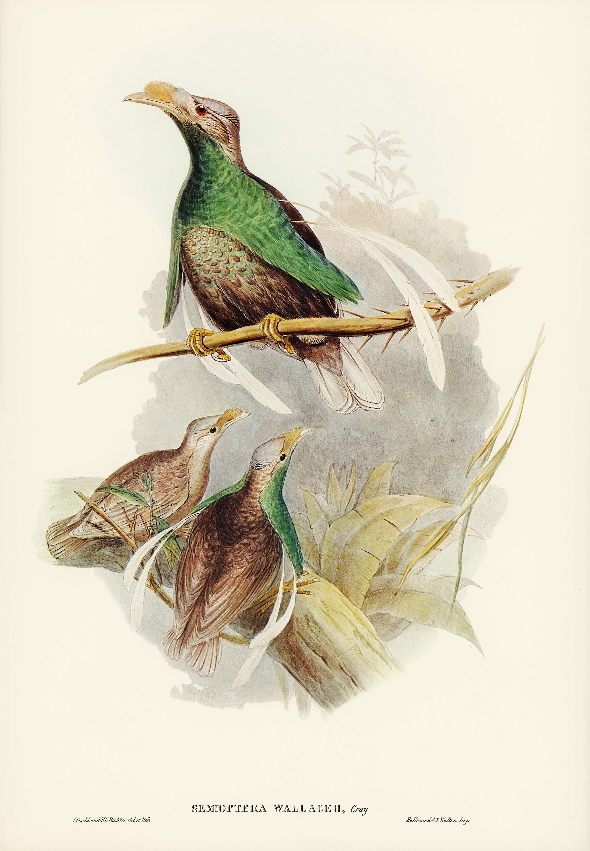 Standard-Wing (Semioptera Wallacei) illustrated by Elizabeth Gould (1804–1841) for John Gould’s (1804-1881)... Standard-Wing (Semioptera Wallacei) illustrated by Elizabeth Gould (1804–1841) for John Gould’s (1804-1881)...