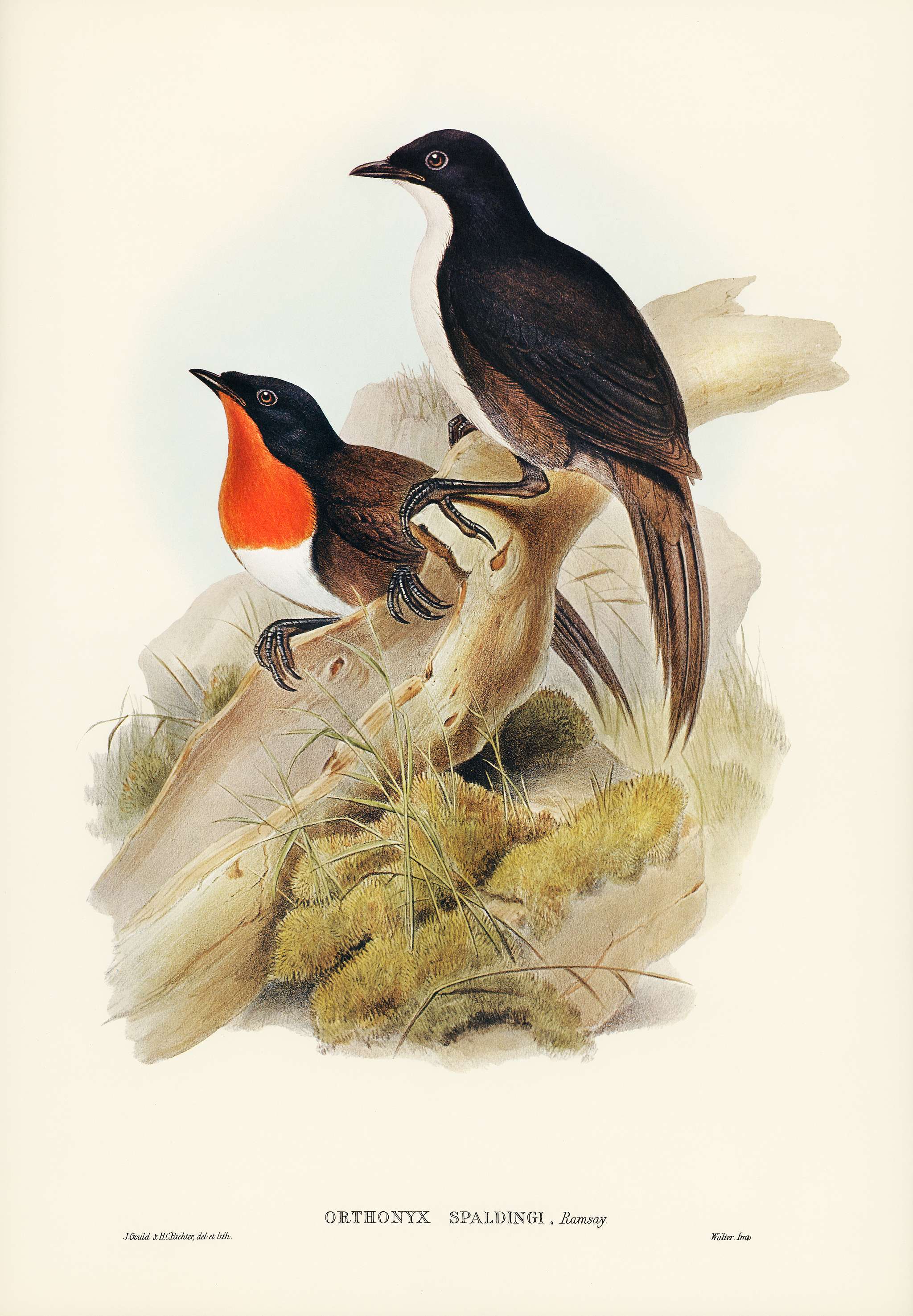 Spalding's orthonyx (Orthonyx Spaldingi) illustrated by Elizabeth Gould (1804–1841) for John Gould’s (1804-... Spalding's orthonyx (Orthonyx Spaldingi) illustrated by Elizabeth Gould (1804–1841) for John Gould’s (1804-...