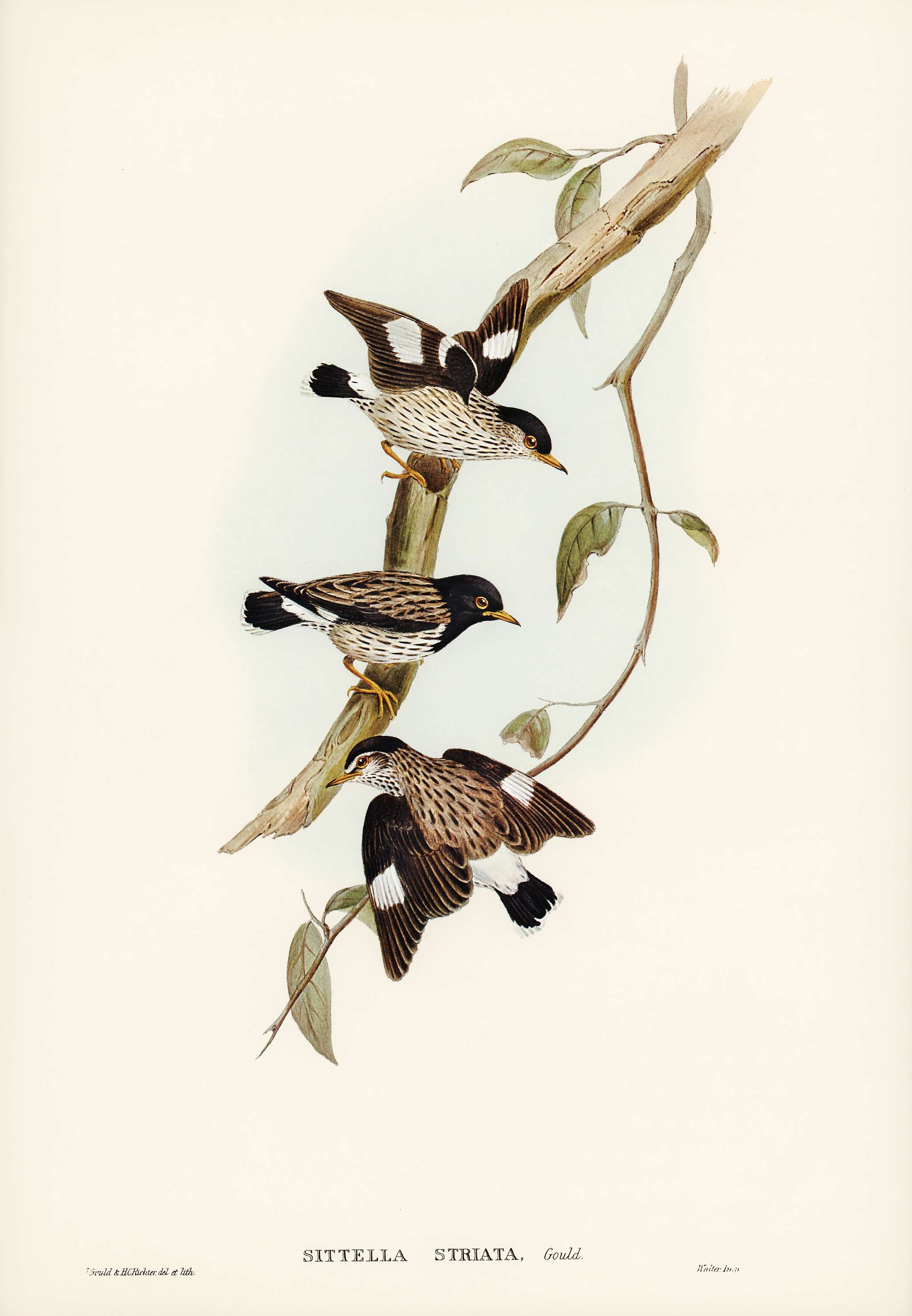 Striated Sittella (Sittella striata) illustrated by Elizabeth Gould (1804–1841) for John Gould’s (1804-1881)... Striated Sittella (Sittella striata) illustrated by Elizabeth Gould (1804–1841) for John Gould’s (1804-1881)...