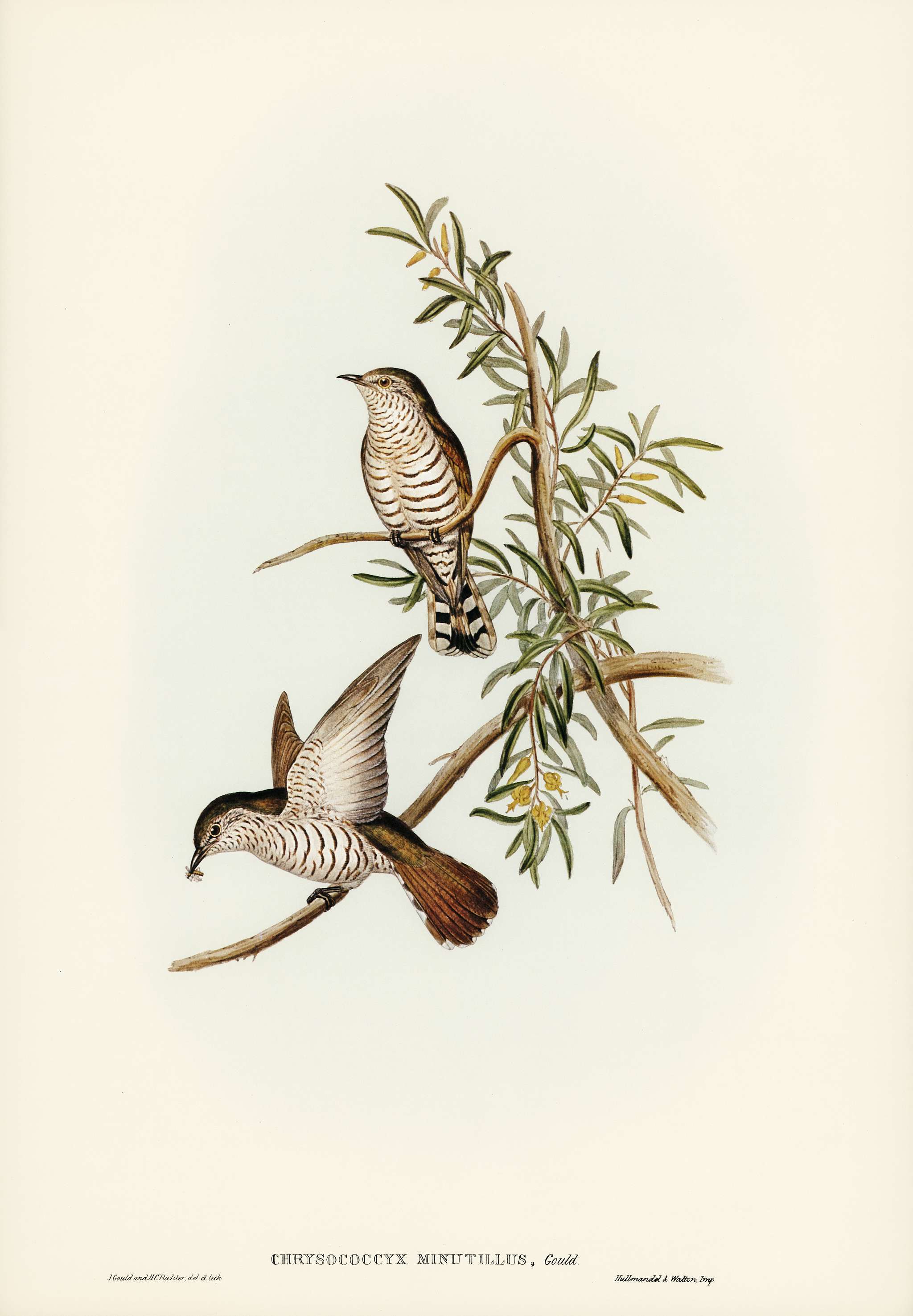 Little Cuckoo (Chrysococcyx minutillus) illustrated by Elizabeth Gould (1804–1841) for John Gould’s (1804-1881)... Little Cuckoo (Chrysococcyx minutillus) illustrated by Elizabeth Gould (1804–1841) for John Gould’s (1804-1881)...