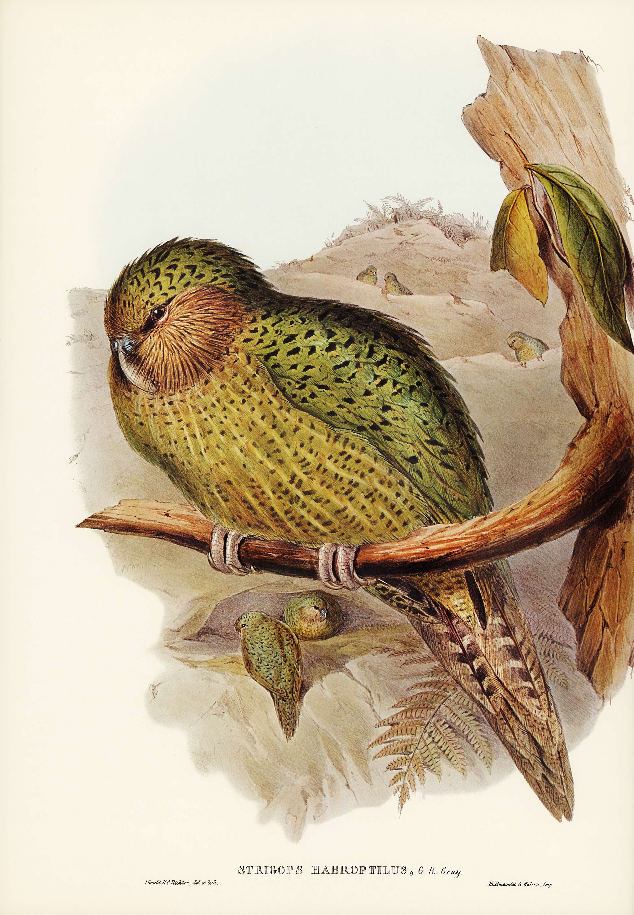 Kakapo (Strigops habroptius) illustrated by Elizabeth Gould (1804–1841) for John Gould’s (1804-1881) Birds of... Kakapo (Strigops habroptius) illustrated by Elizabeth Gould (1804–1841) for John Gould’s (1804-1881) Birds of...