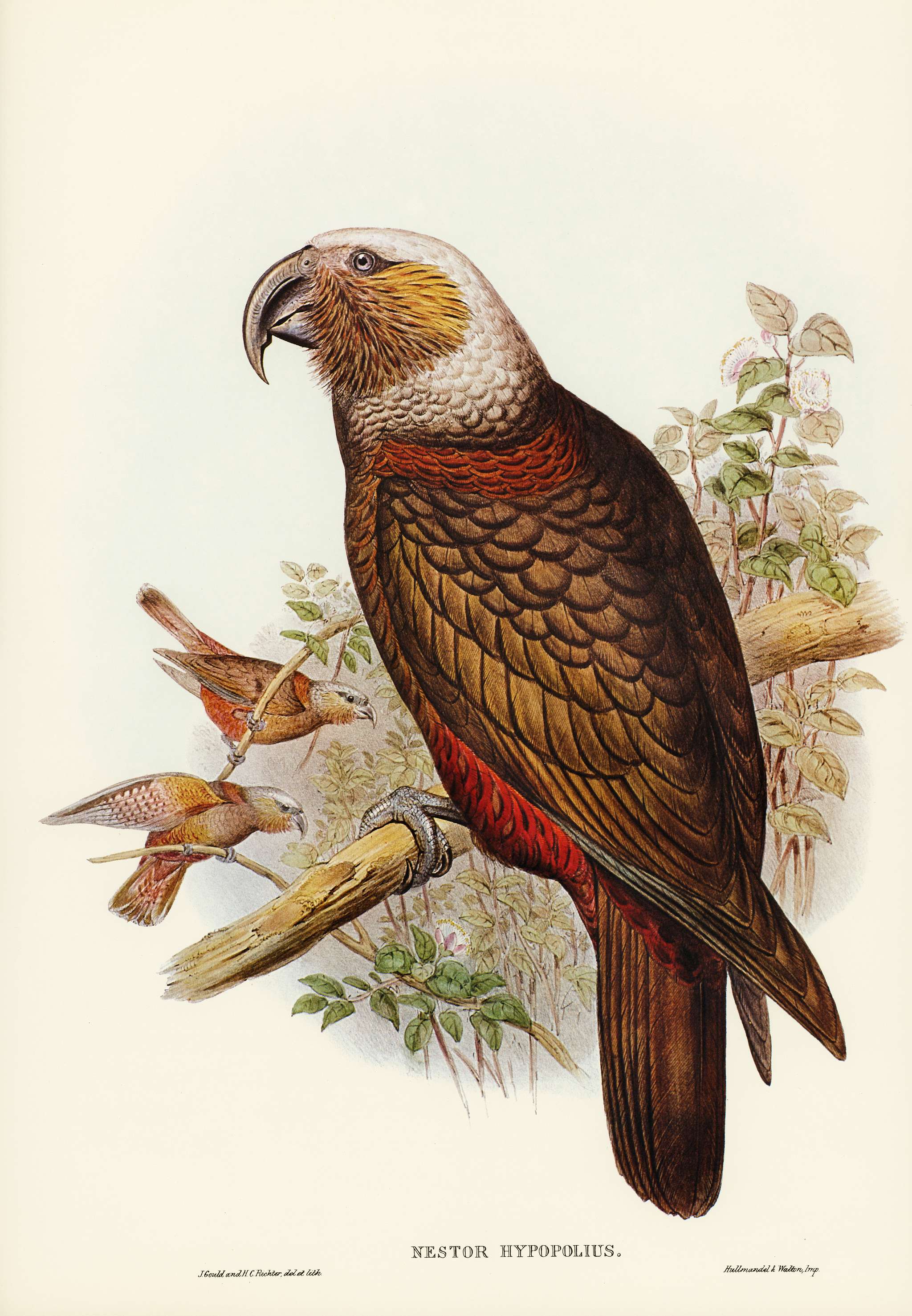 Ka-ka Parrot (Nestor hypopolius) illustrated by Elizabeth Gould (1804–1841) for John Gould’s (1804-1881) Birds... Ka-ka Parrot (Nestor hypopolius) illustrated by Elizabeth Gould (1804–1841) for John Gould’s (1804-1881) Birds...