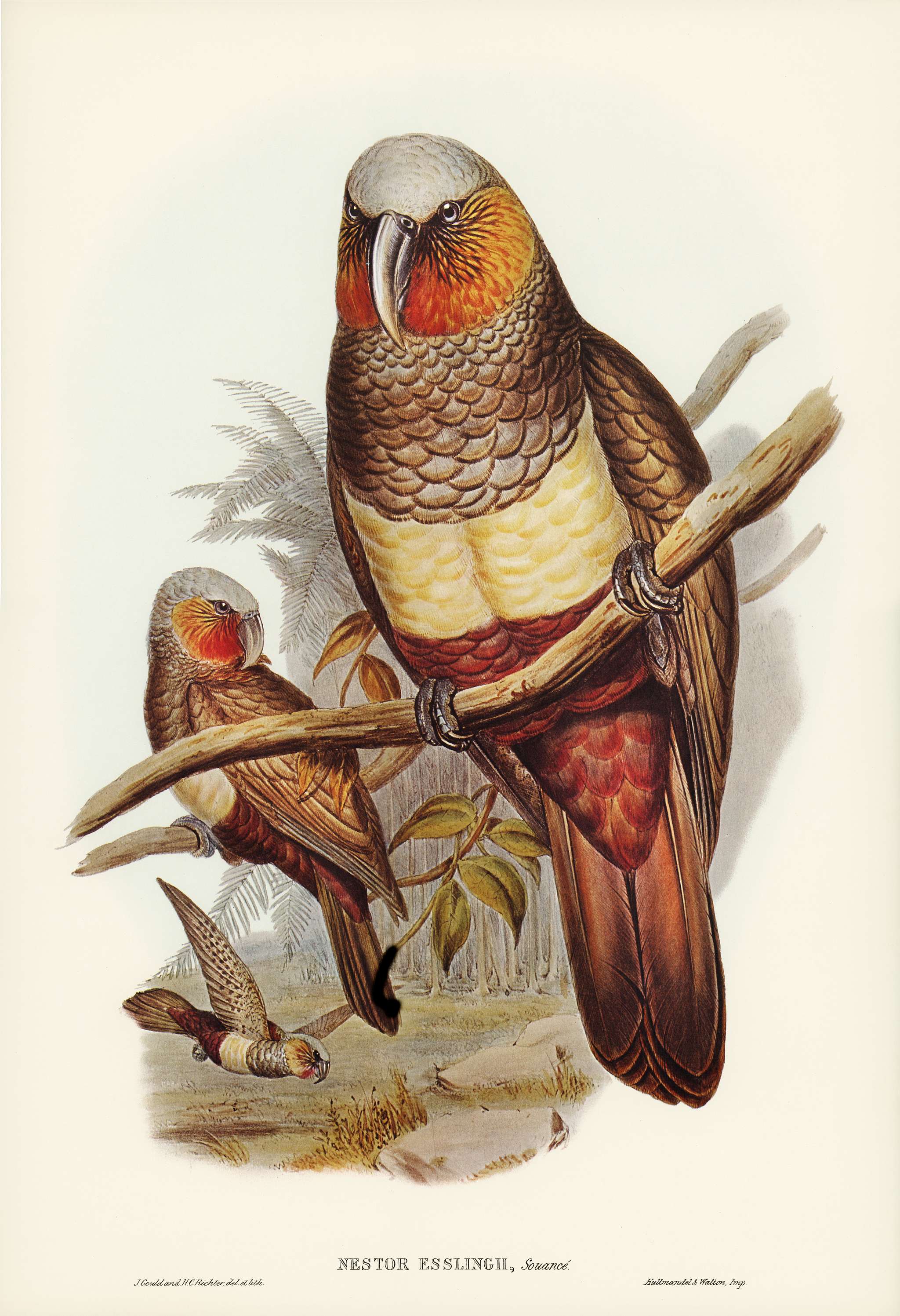 Prince of Essling's Parrot (Nestor Esslingii) illustrated by Elizabeth Gould (1804–1841) for John Gould’s (... Prince of Essling's Parrot (Nestor Esslingii) illustrated by Elizabeth Gould (1804–1841) for John Gould’s (...