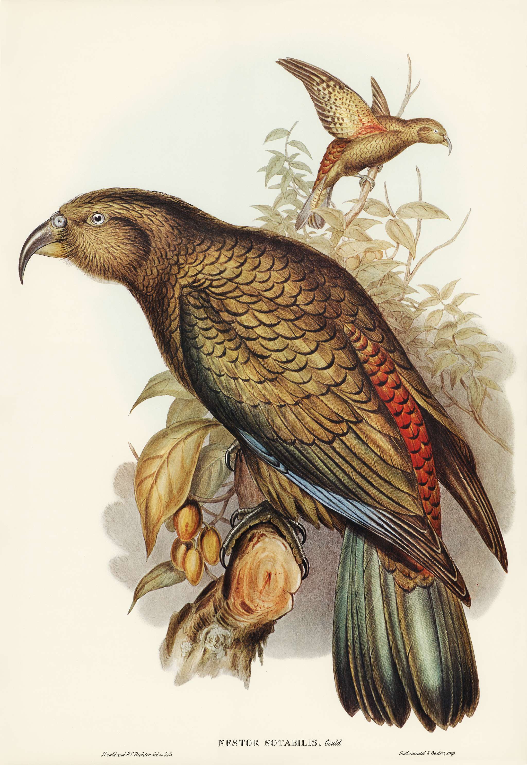 Kea Parrot (Nestor notabilis) illustrated by Elizabeth Gould (1804–1841) for John Gould’s (1804-1881) Birds of... Kea Parrot (Nestor notabilis) illustrated by Elizabeth Gould (1804–1841) for John Gould’s (1804-1881) Birds of...