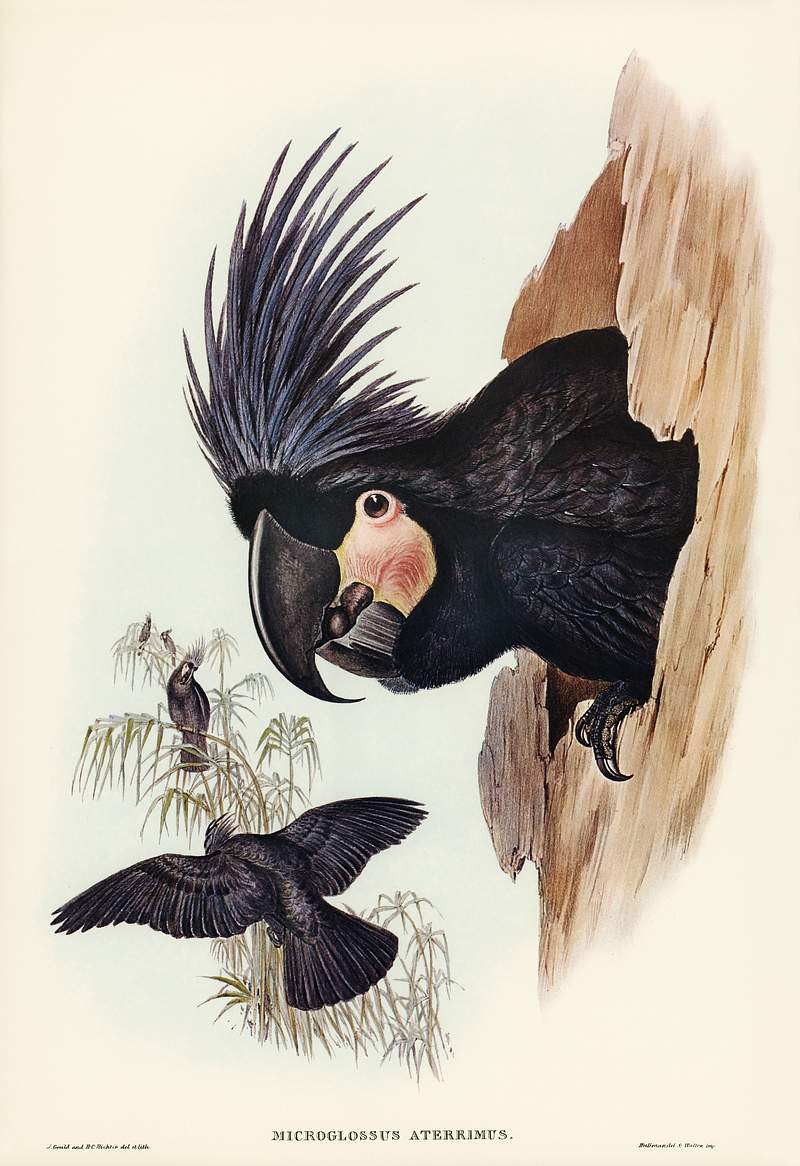 Great Palm-Cuckatoo (Microglossus aterrimus) illustrated by Elizabeth Gould (1804–1841) for John Gould’s (1804…