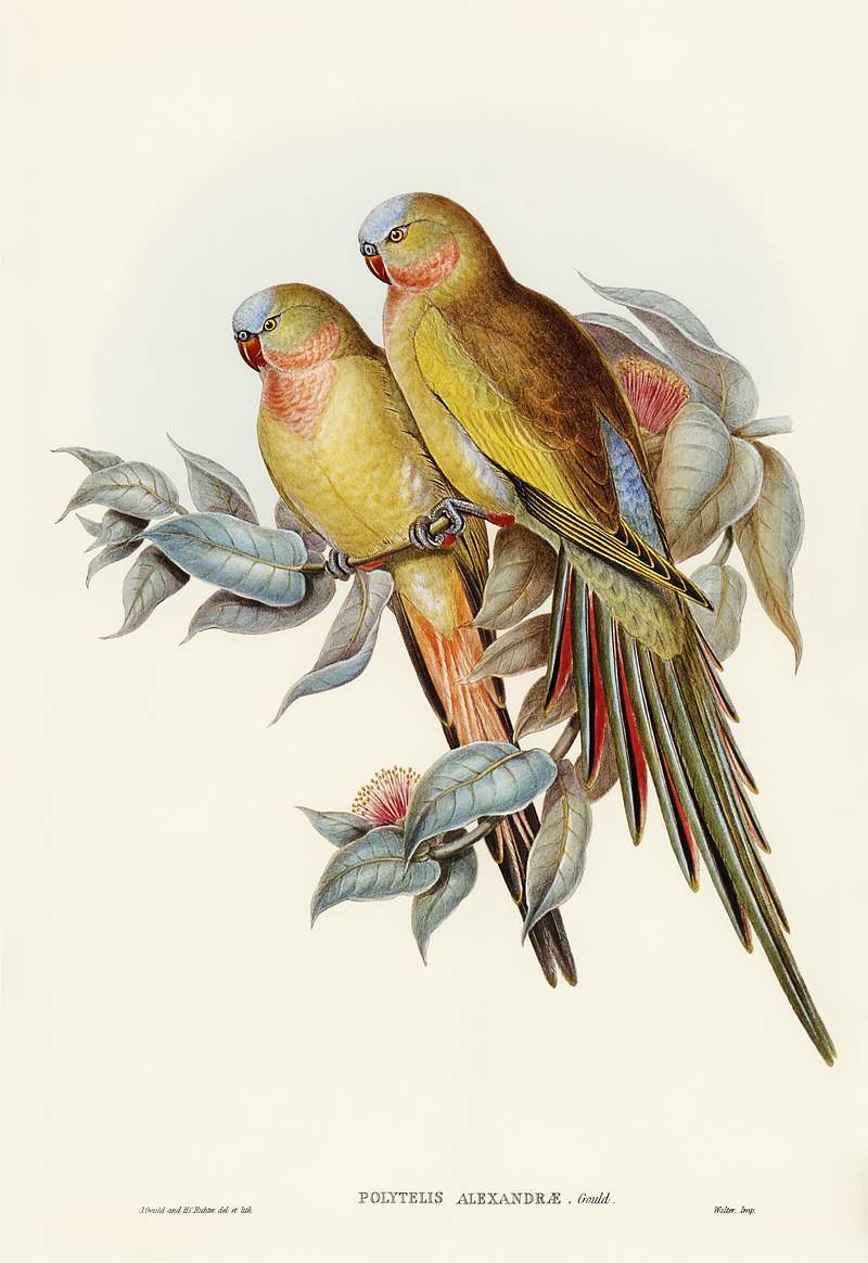 The Princess of Wales's Parakeet (Polytelis Alexandrae) illustrated by Elizabeth Gould (1804–1841) for John…
