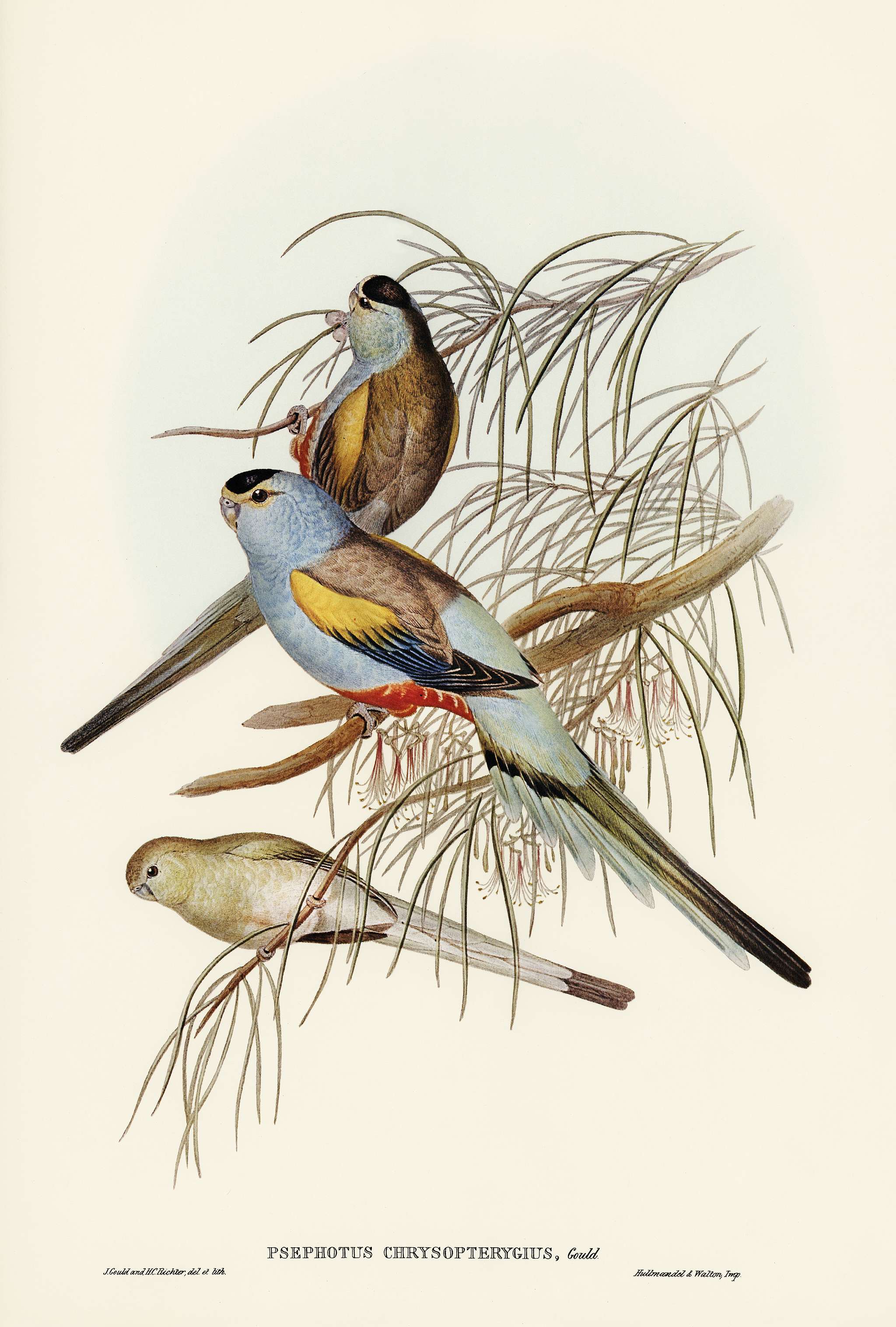 Golden-backed Parakeet (Psephotus chrysopterygius) illustrated by Elizabeth Gould (1804–1841) for John Gould’s (... Golden-backed Parakeet (Psephotus chrysopterygius) illustrated by Elizabeth Gould (1804–1841) for John Gould’s (...