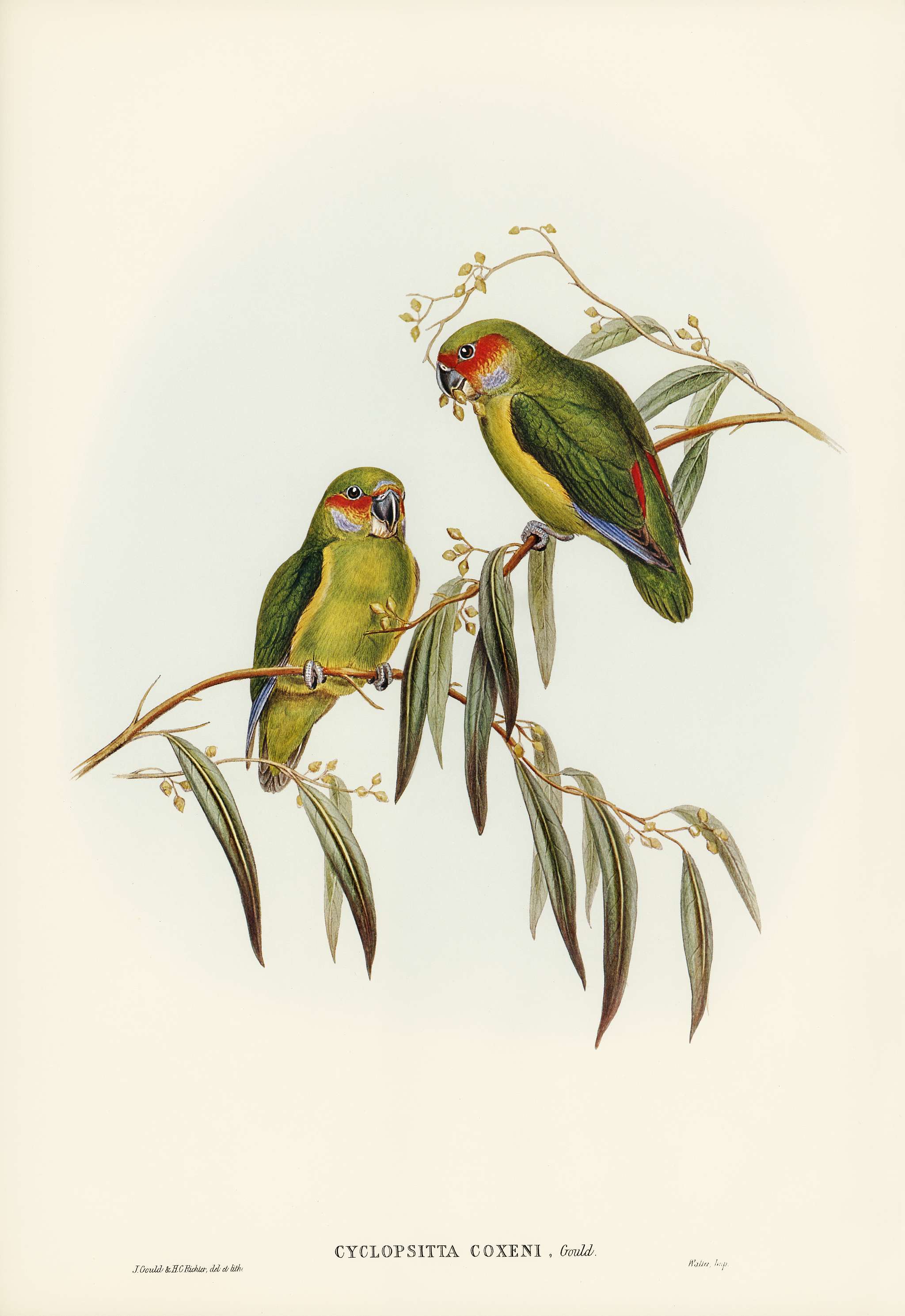 Coxen's Parakeet (Cyclopsitta Coxeni) illustrated by Elizabeth Gould (1804–1841) for John Gould’s (1804-1881... Coxen's Parakeet (Cyclopsitta Coxeni) illustrated by Elizabeth Gould (1804–1841) for John Gould’s (1804-1881...