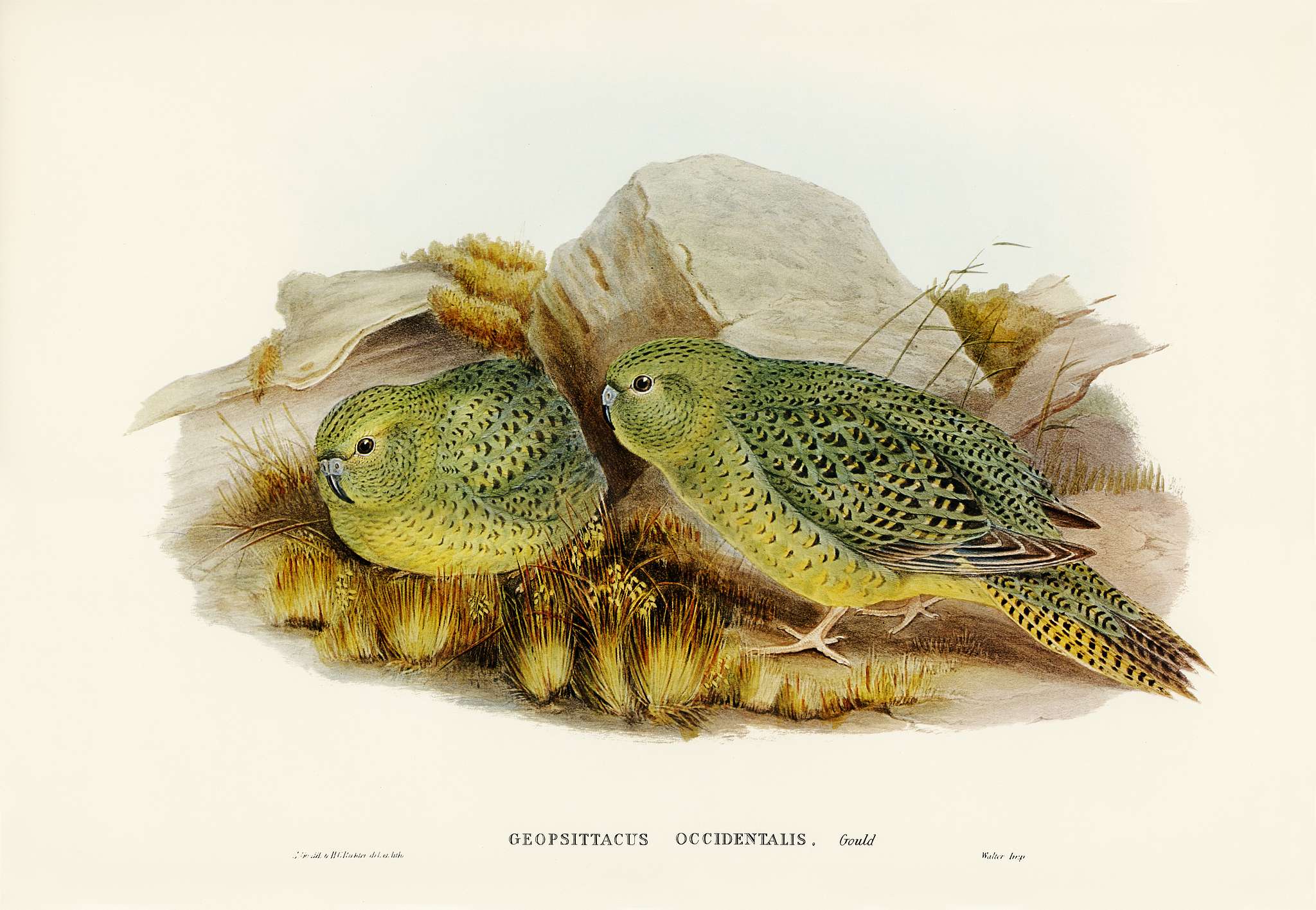 Nocturnal Ground-Parakeet (Geopsittacus occidentalis) illustrated by Elizabeth Gould (1804–1841) for John Gould’... Nocturnal Ground-Parakeet (Geopsittacus occidentalis) illustrated by Elizabeth Gould (1804–1841) for John Gould’...