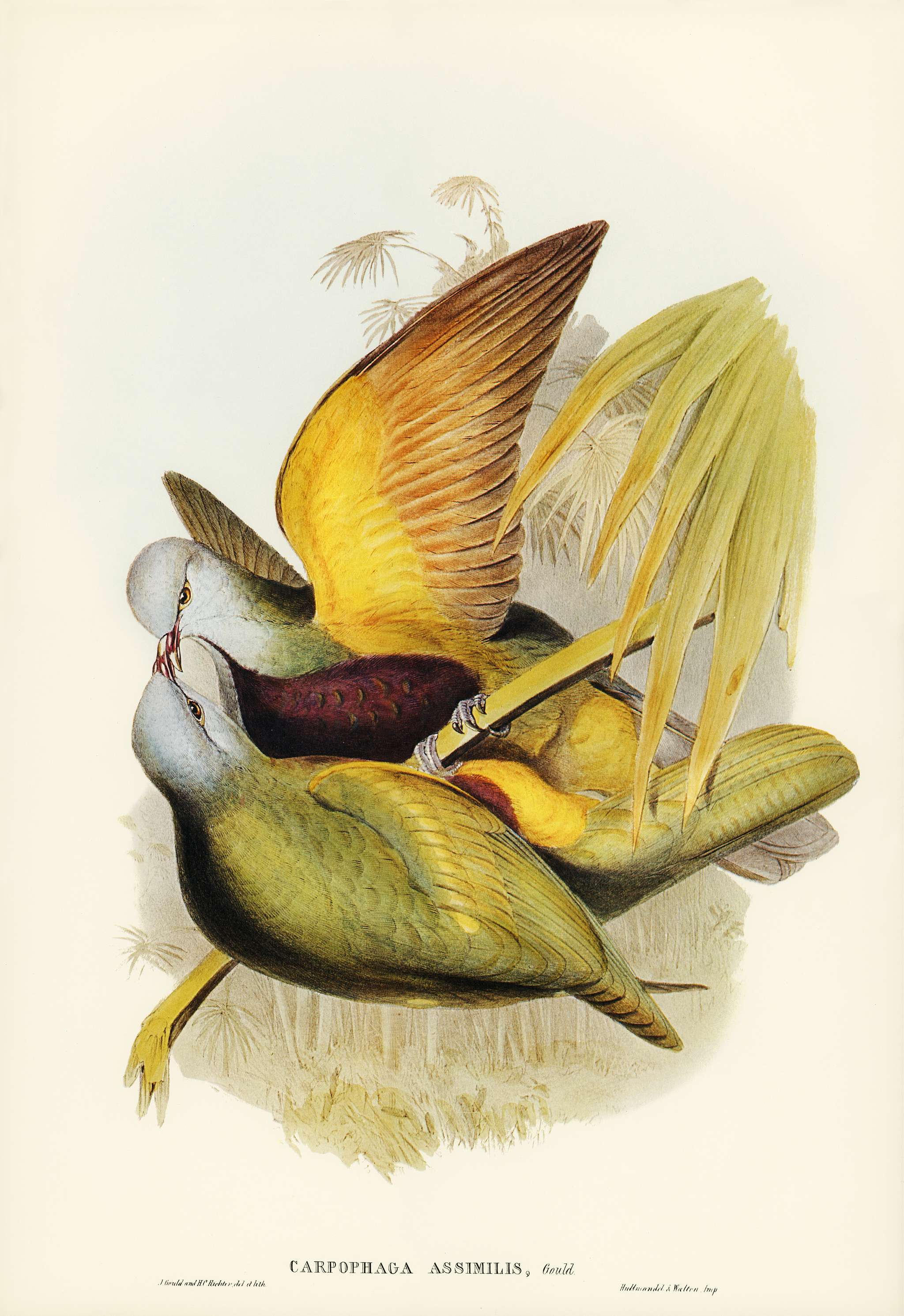 Allied Fruit-Pigeon (Carpophaga assimilis) illustrated by Elizabeth Gould (1804–1841) for John Gould’s (1804-... Allied Fruit-Pigeon (Carpophaga assimilis) illustrated by Elizabeth Gould (1804–1841) for John Gould’s (1804-...