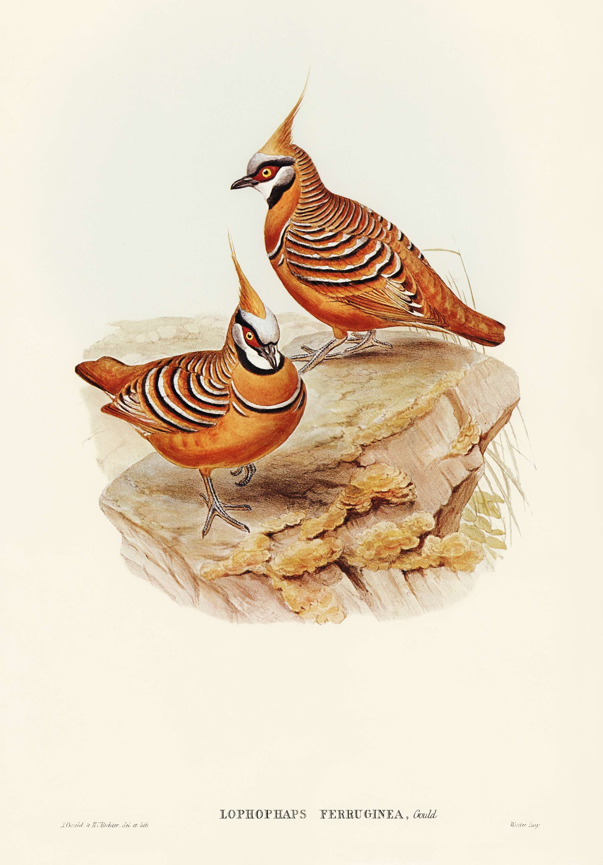 Rust-coloured Bronzewing (Lophophaps ferruginea) illustrated by Elizabeth Gould (1804–1841) for John Gould’s (... Rust-coloured Bronzewing (Lophophaps ferruginea) illustrated by Elizabeth Gould (1804–1841) for John Gould’s (...
