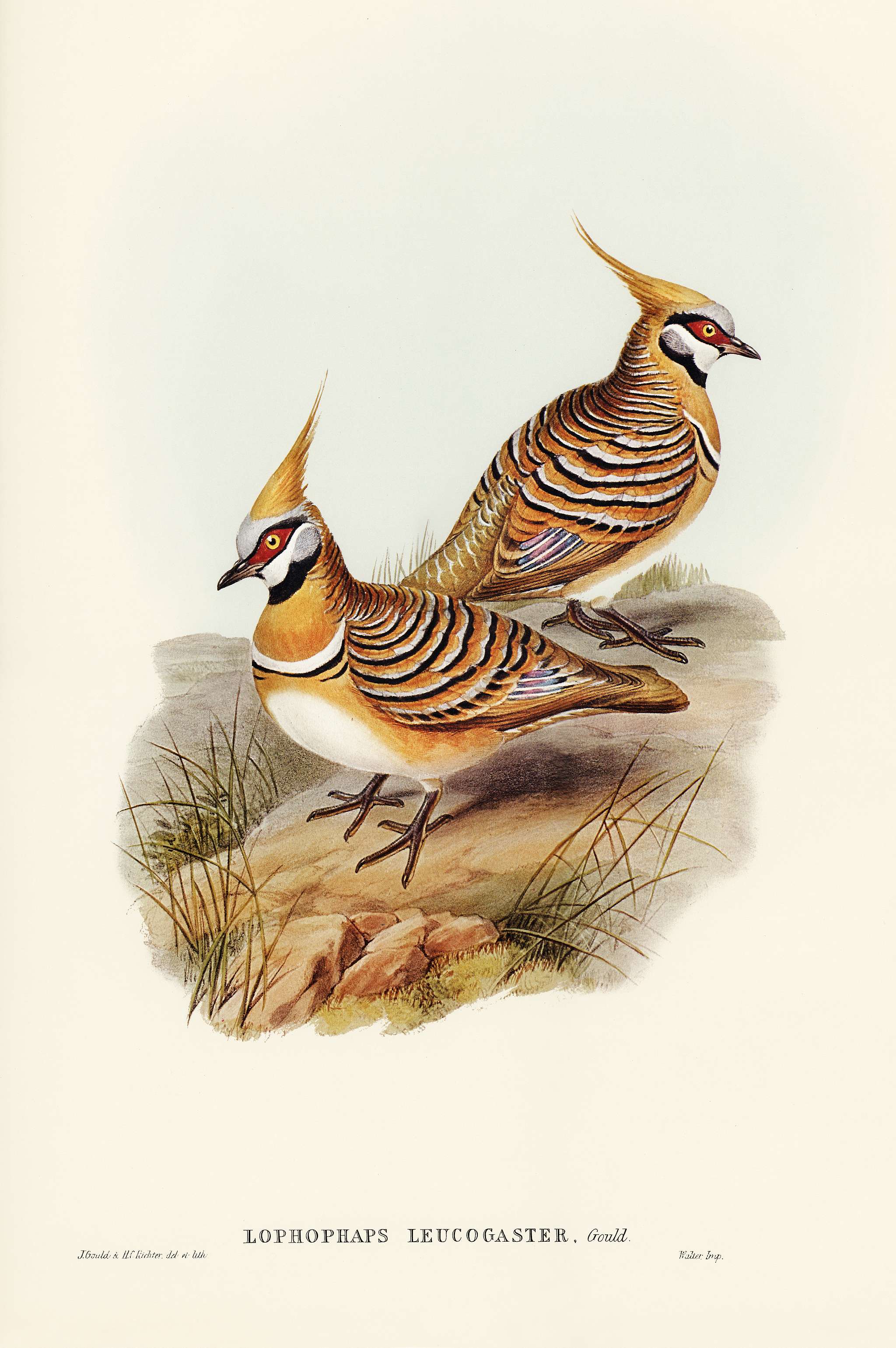 White-bellied Bronzewing (Lophophaps leucogaster) illustrated by Elizabeth Gould (1804–1841) for John Gould’s (... White-bellied Bronzewing (Lophophaps leucogaster) illustrated by Elizabeth Gould (1804–1841) for John Gould’s (...