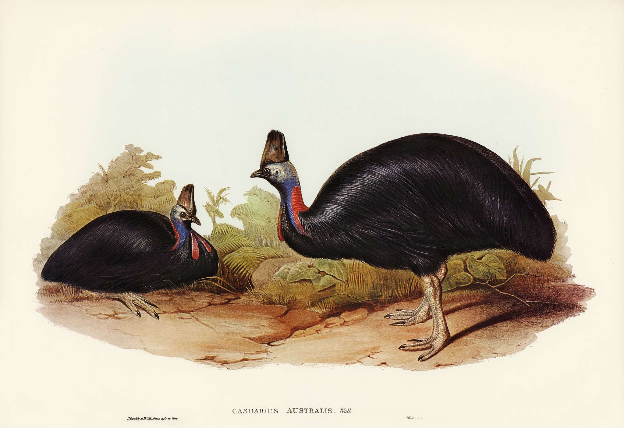Australian Cassowary (Casuarius australis) illustrated by Elizabeth Gould (1804–1841) for John Gould’s (1804-... Australian Cassowary (Casuarius australis) illustrated by Elizabeth Gould (1804–1841) for John Gould’s (1804-...