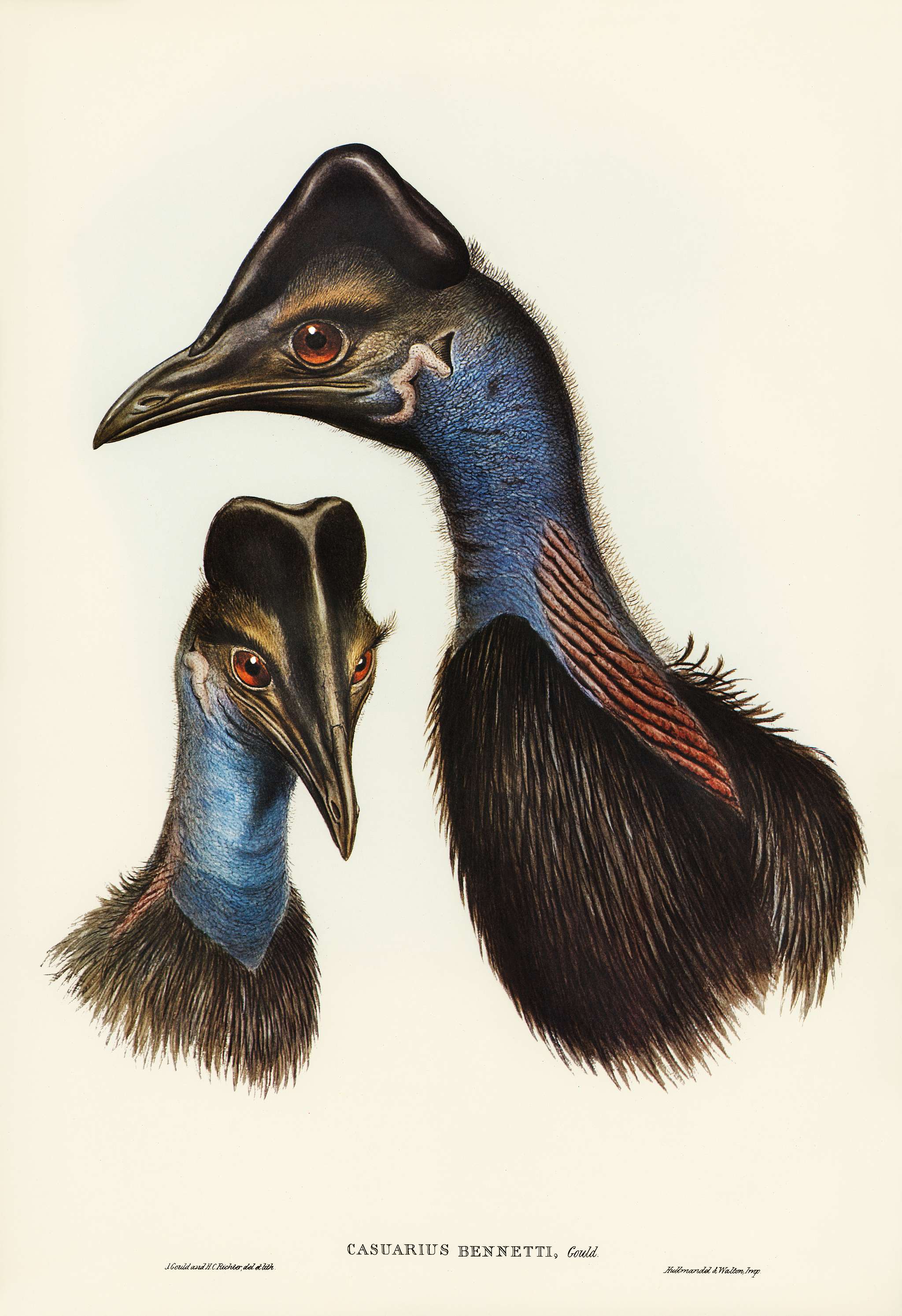 Bennett's Cassowary (Casuarius Bennetti) illustrated by Elizabeth Gould (1804–1841) for John Gould’s (1804-... Bennett's Cassowary (Casuarius Bennetti) illustrated by Elizabeth Gould (1804–1841) for John Gould’s (1804-...