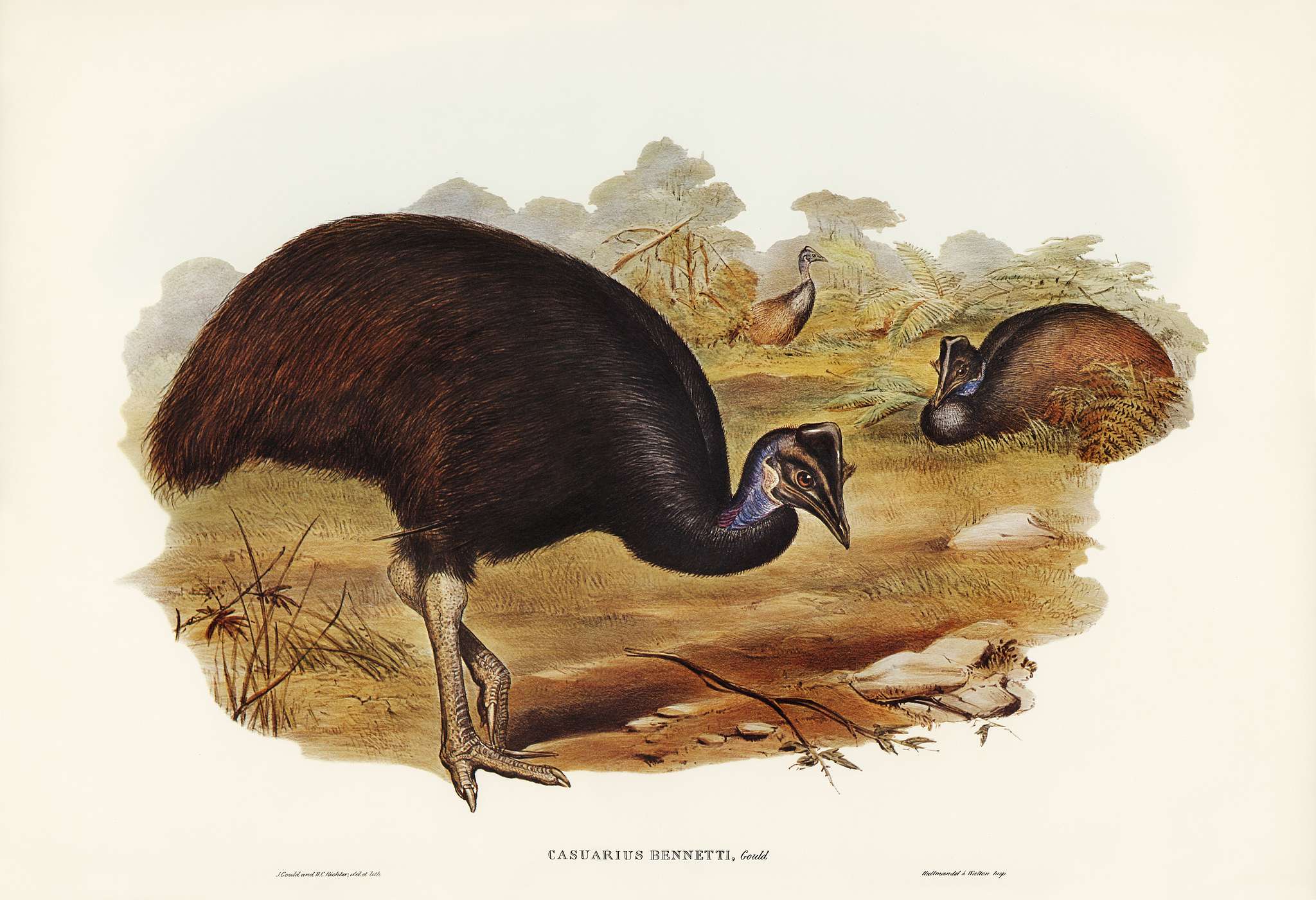 Bennett's Cassowary (Casuarius Bennetti) illustrated by Elizabeth Gould (1804–1841) for John Gould’s (1804-... Bennett's Cassowary (Casuarius Bennetti) illustrated by Elizabeth Gould (1804–1841) for John Gould’s (1804-...
