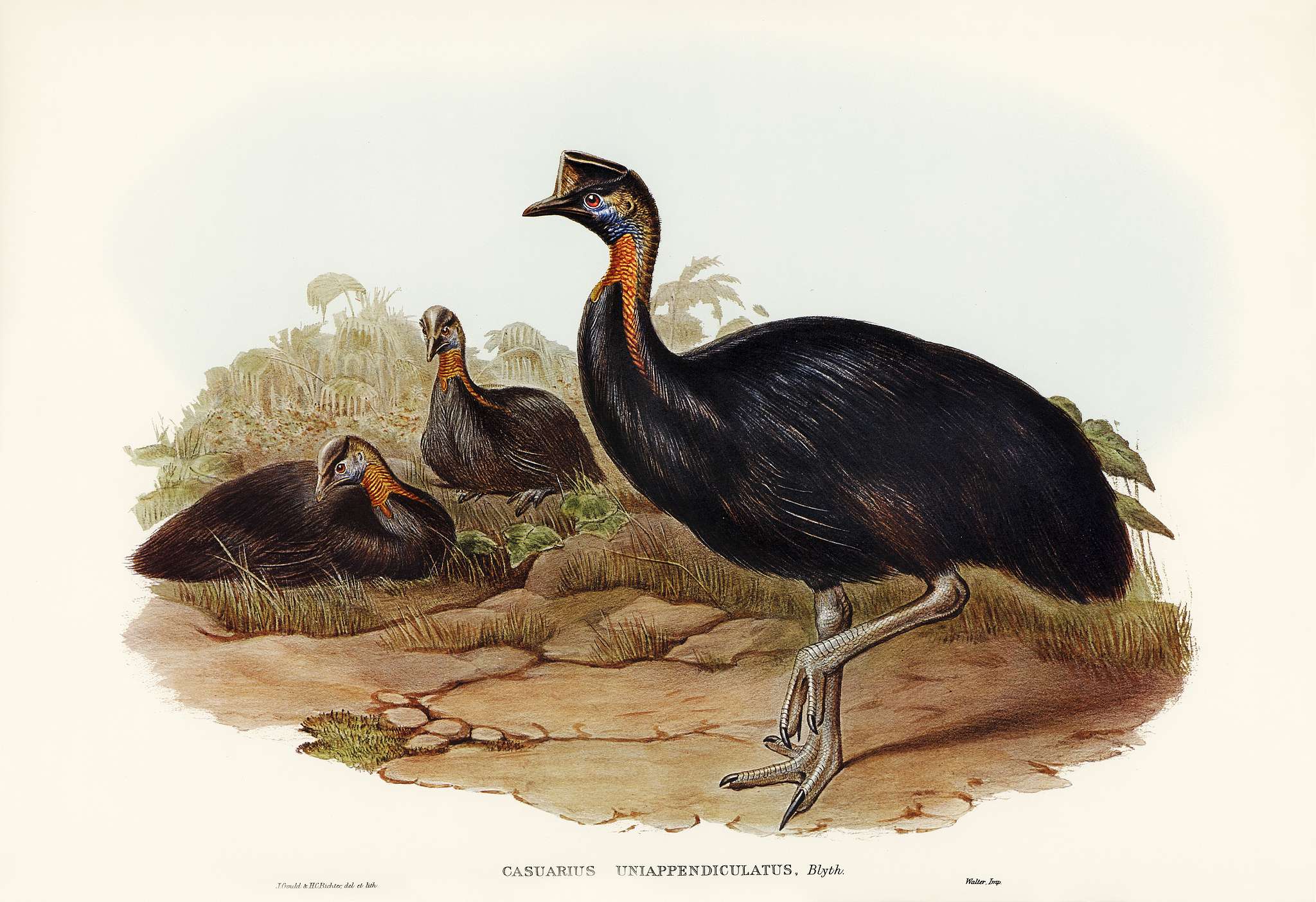 One-carunculated Cassowary (Casuarius uniappendiculatus) illustrated by Elizabeth Gould (1804–1841) for John Gould... One-carunculated Cassowary (Casuarius uniappendiculatus) illustrated by Elizabeth Gould (1804–1841) for John Gould...