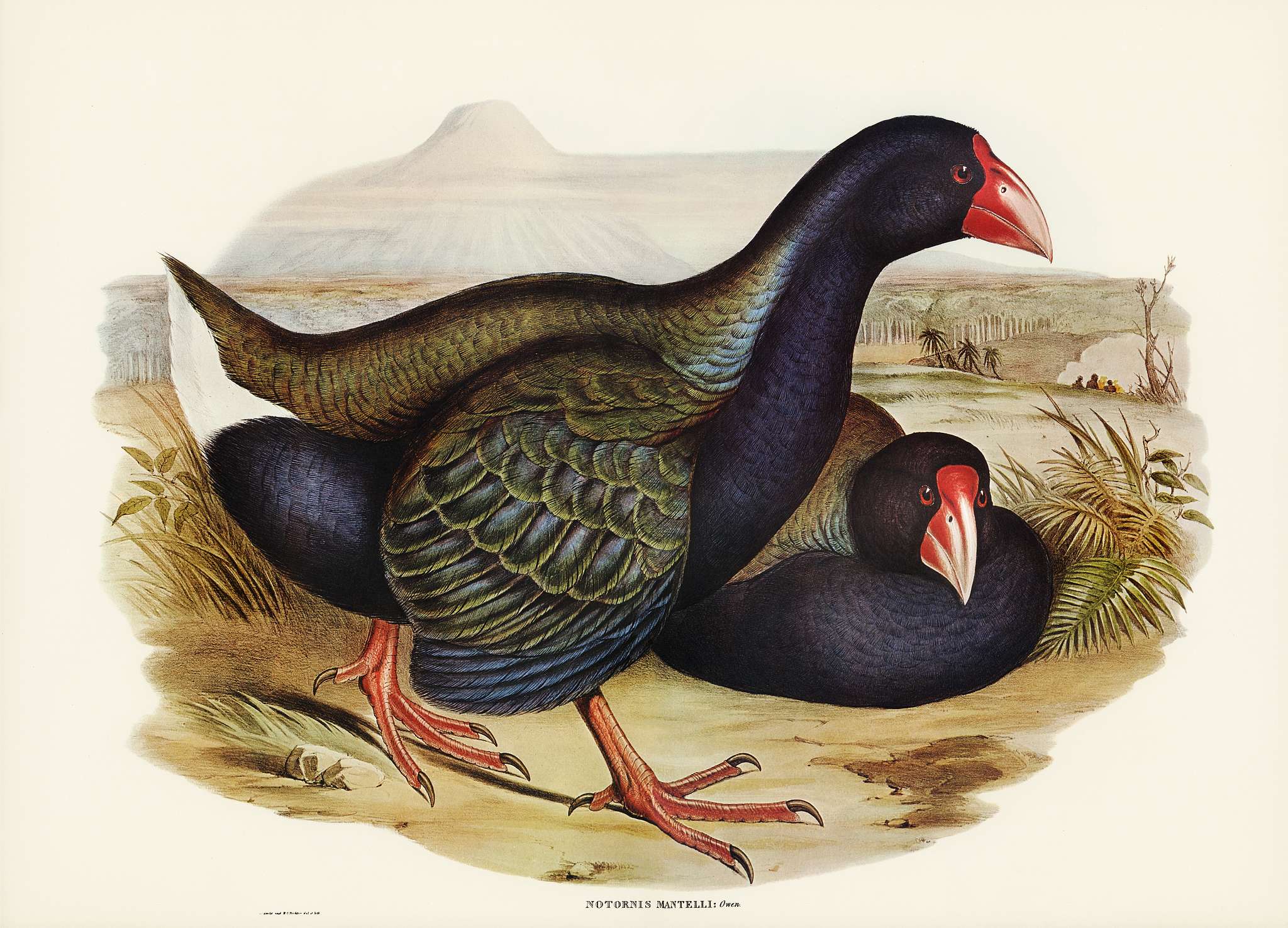 Notornis (Notornix Mantelli) illustrated by Elizabeth Gould (1804–1841) for John Gould’s (1804-1881) Birds of... Notornis (Notornix Mantelli) illustrated by Elizabeth Gould (1804–1841) for John Gould’s (1804-1881) Birds of...
