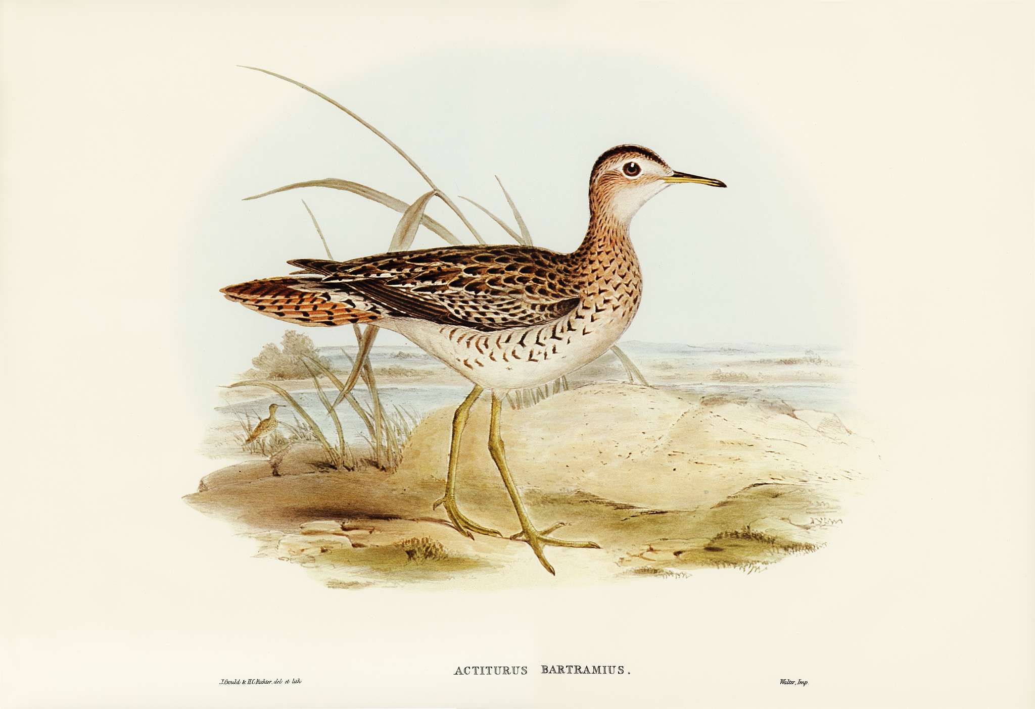 Bartram's Sandpiper (Actiturus Bartramius) illustrated by Elizabeth Gould (1804–1841) for John Gould’s (1804... Bartram's Sandpiper (Actiturus Bartramius) illustrated by Elizabeth Gould (1804–1841) for John Gould’s (1804...