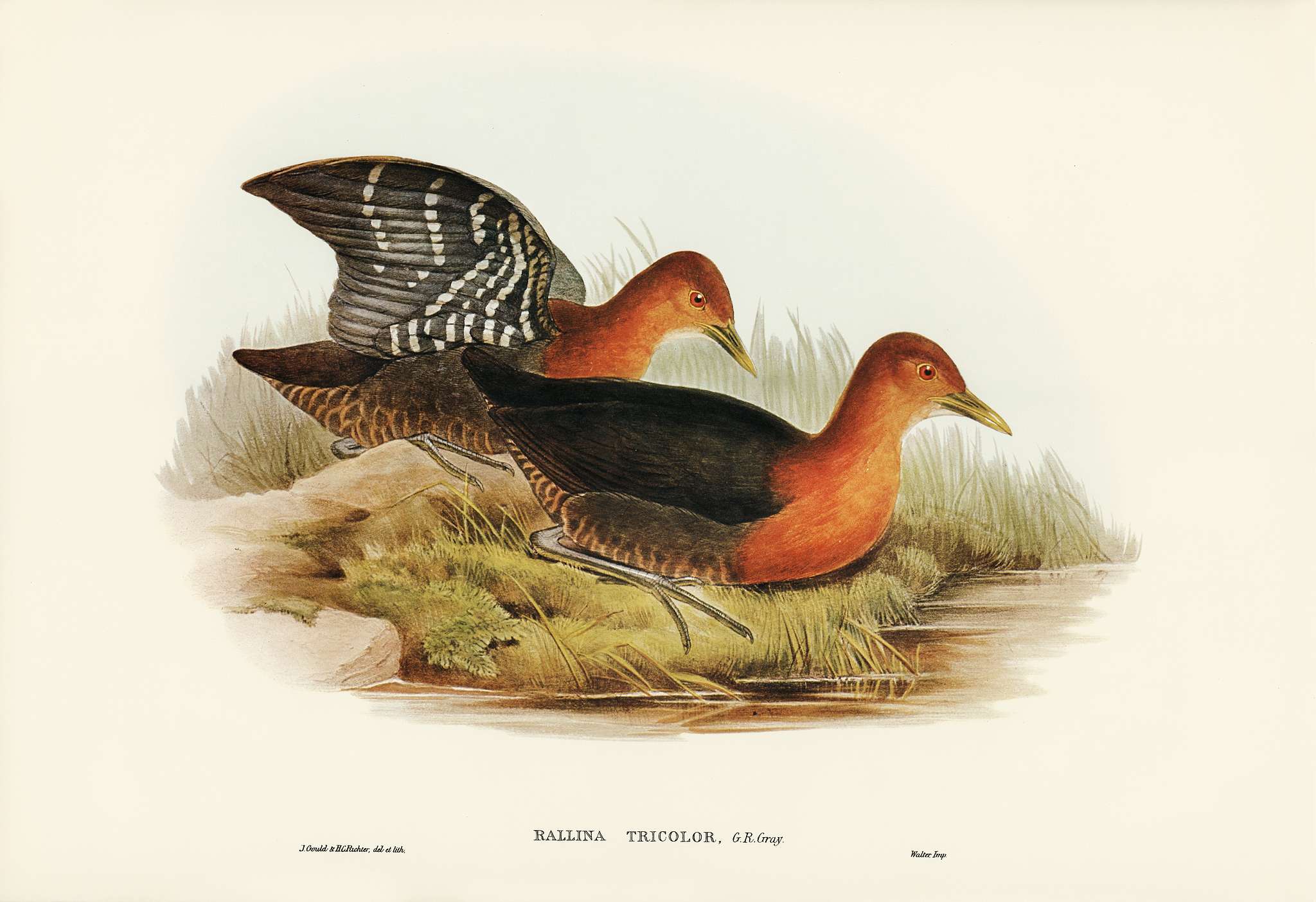Red-necked Rail (Rallina tricolor) illustrated by Elizabeth Gould (1804–1841) for John Gould’s (1804-1881) Birds... Red-necked Rail (Rallina tricolor) illustrated by Elizabeth Gould (1804–1841) for John Gould’s (1804-1881) Birds...